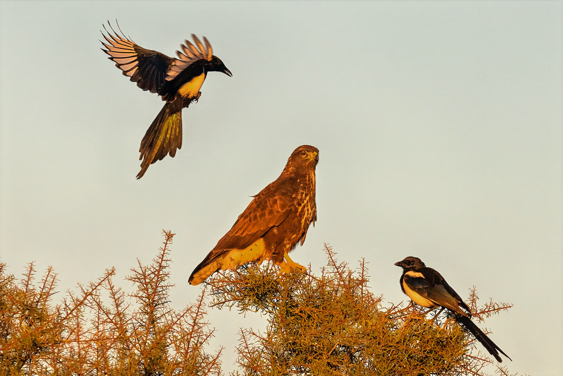 Elster attackiert Mäusebussard