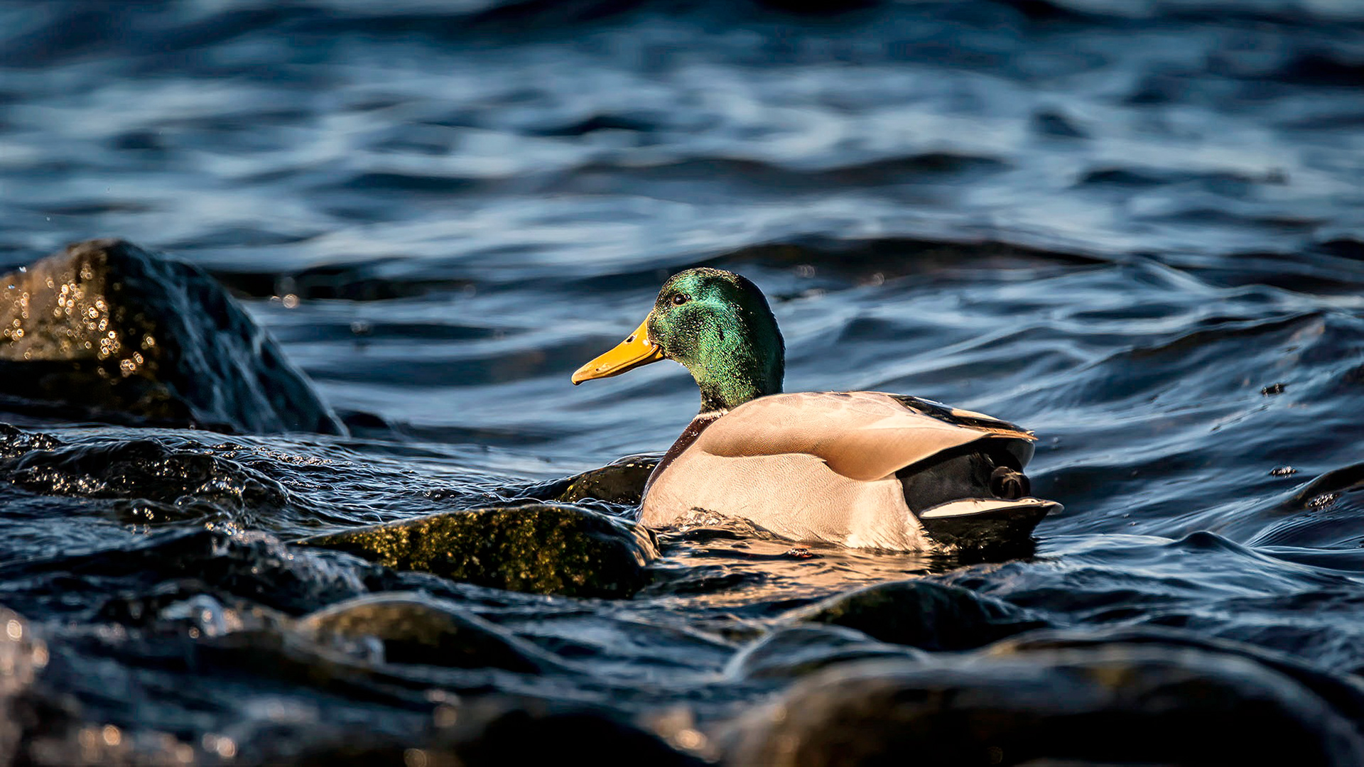 Stockente, male