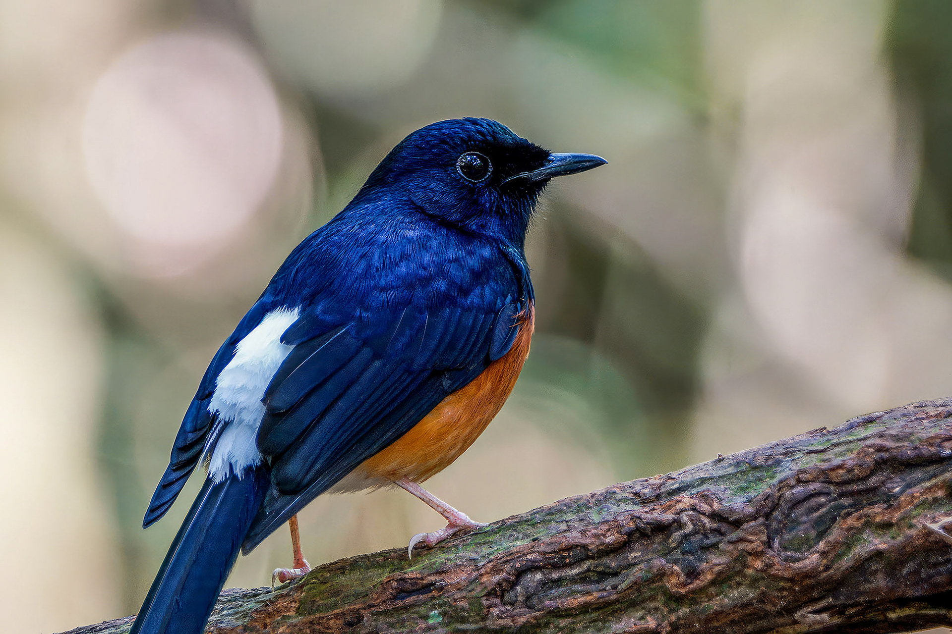 Schamadrossel (M) / White-rumped Shama