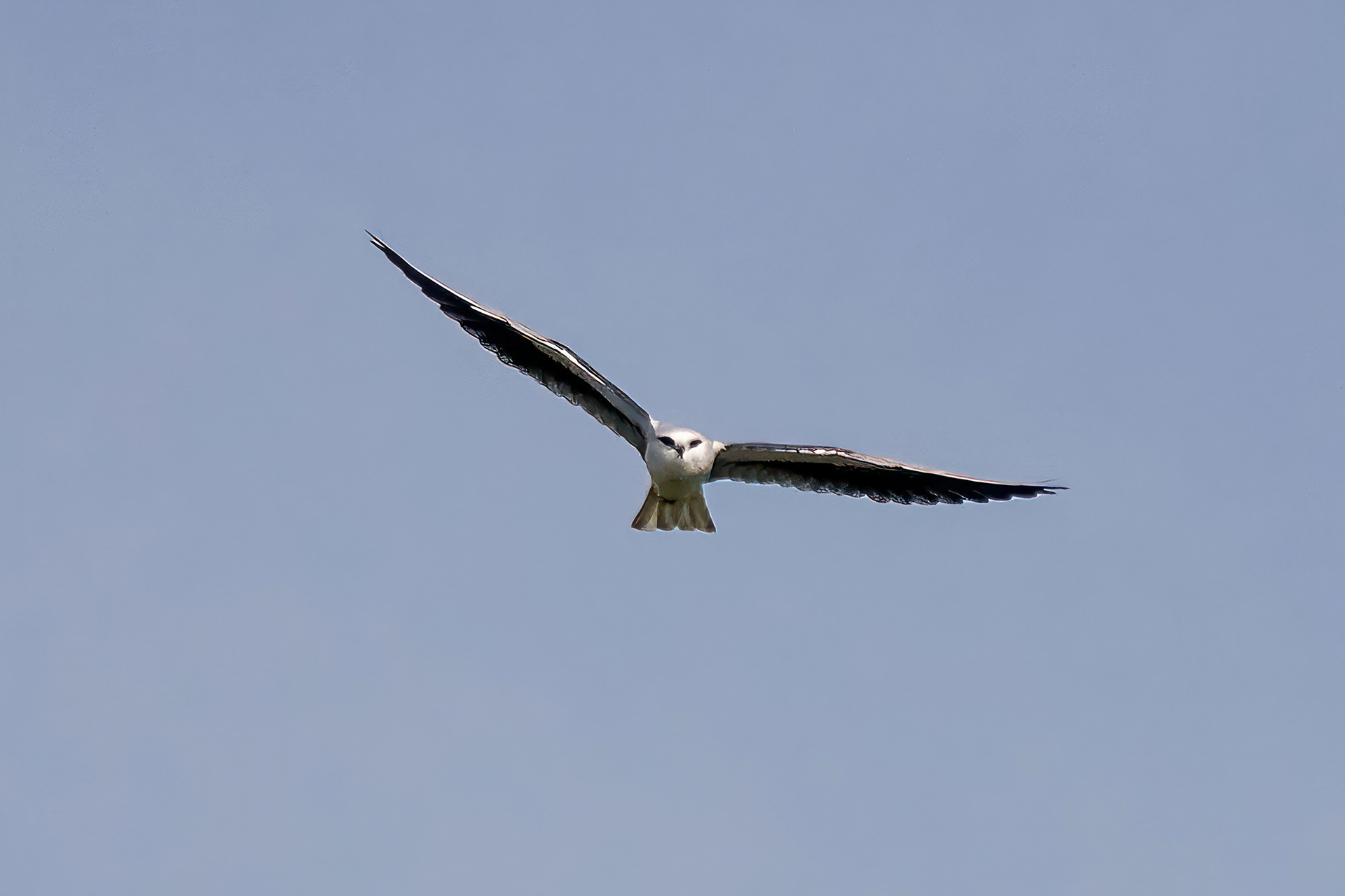 Gleitaar / Black-winged Kite