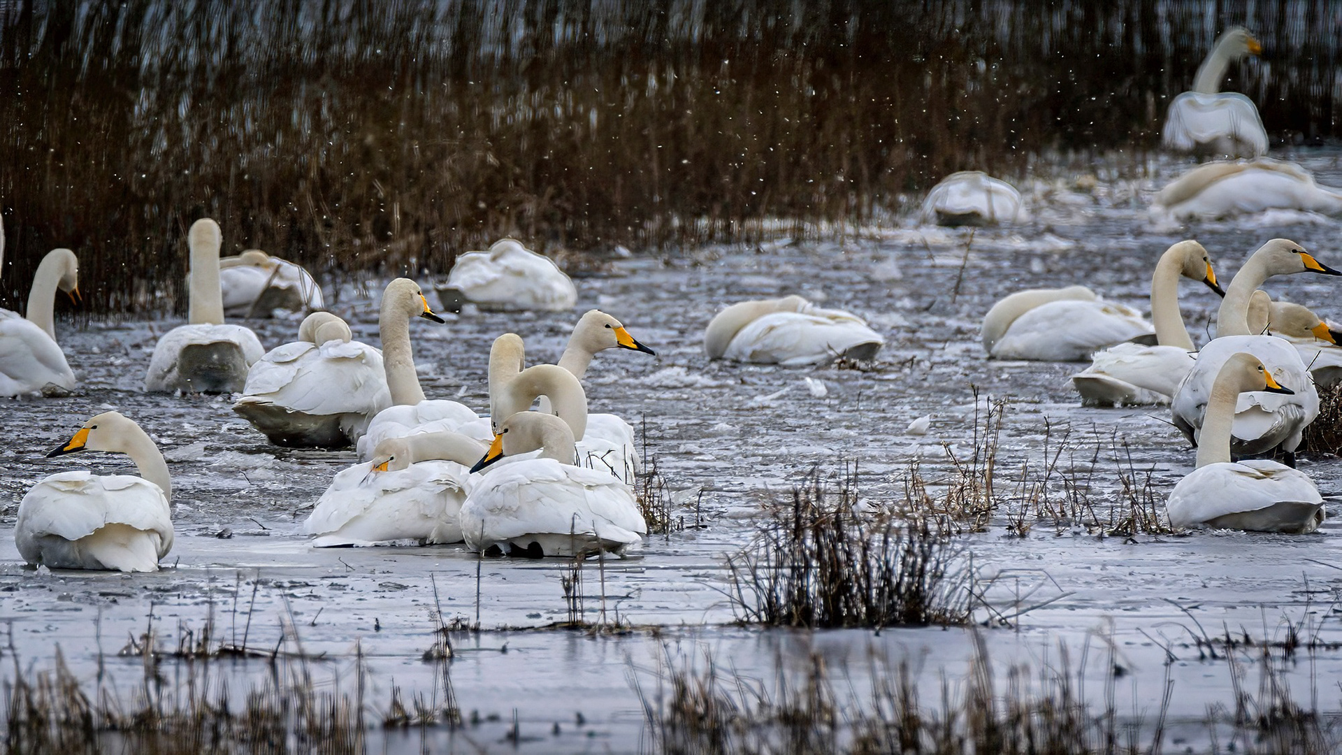 Singschwan im Winter bei eiskaltem Wind