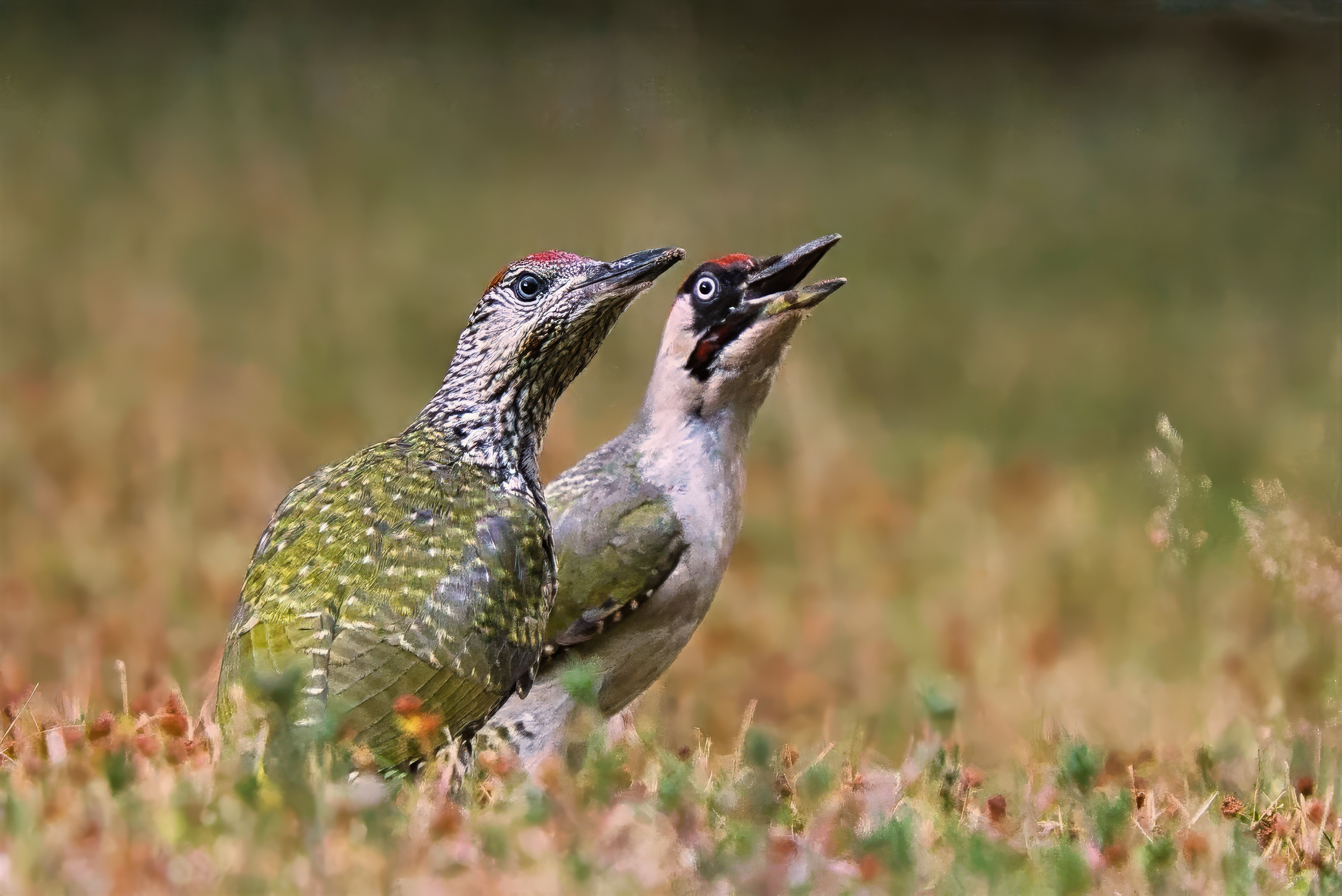 male, juvenile & male