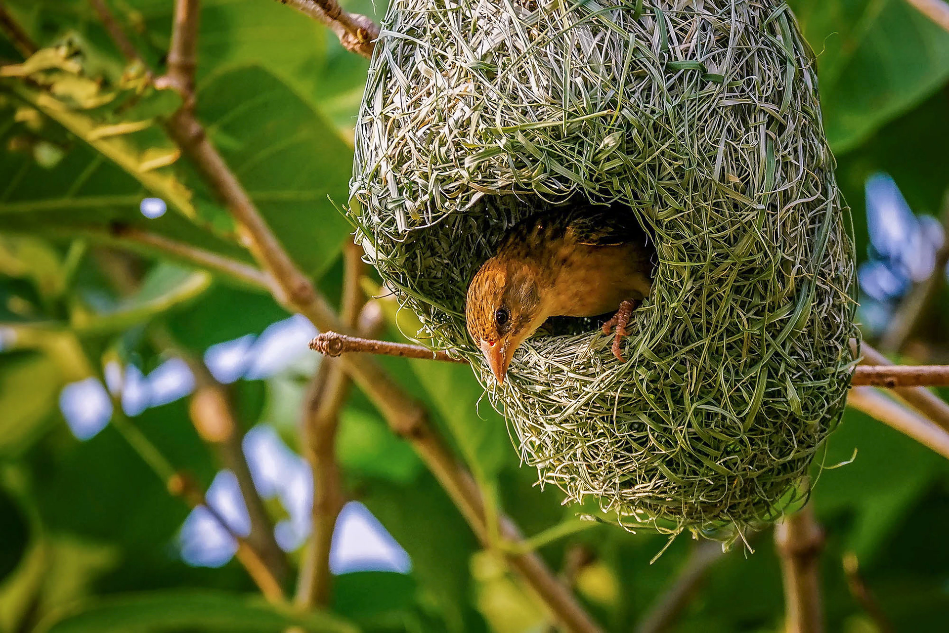 Ein Weibchen inspiziert das Nest