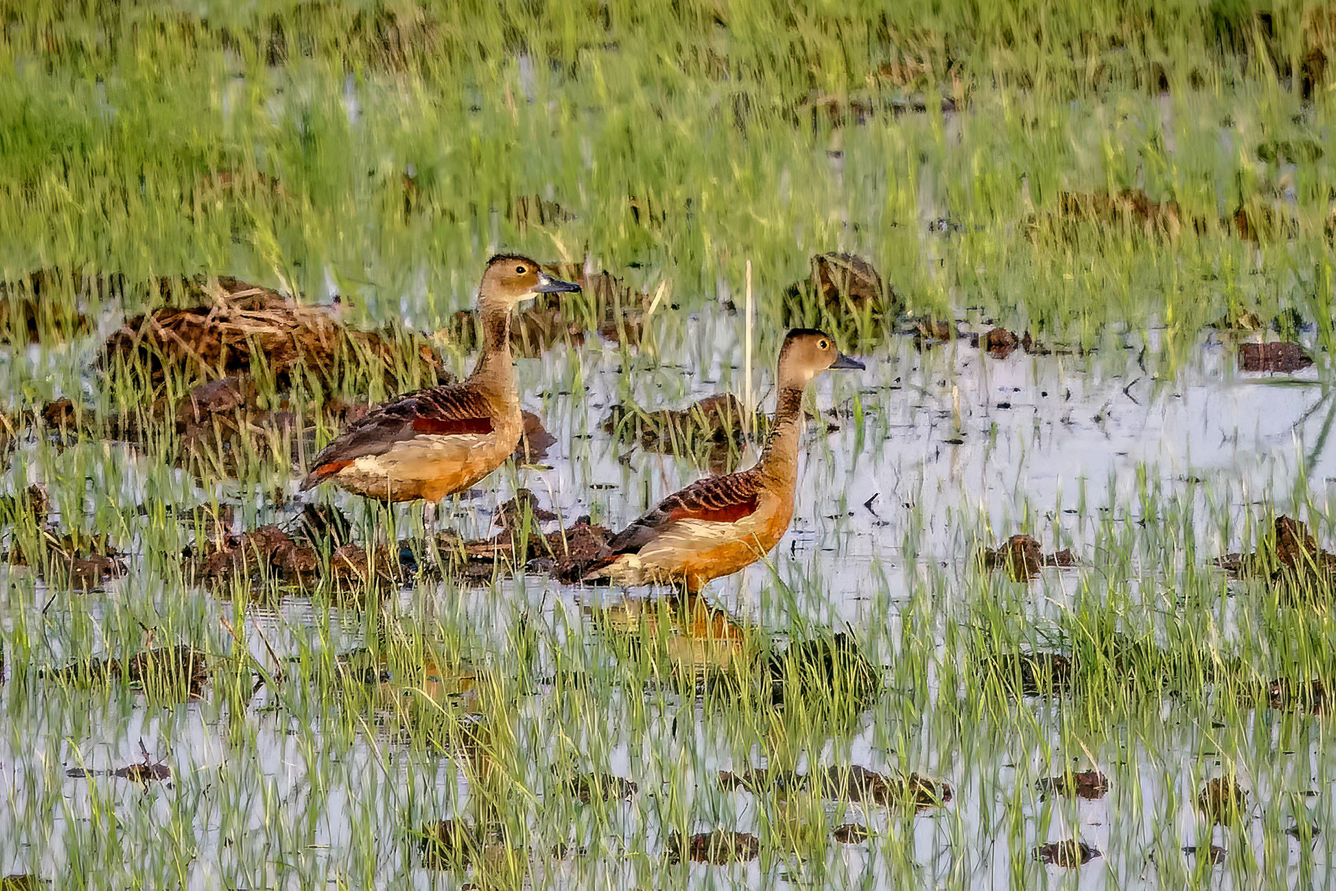 Javapfeifgans /  lesser whistling duck