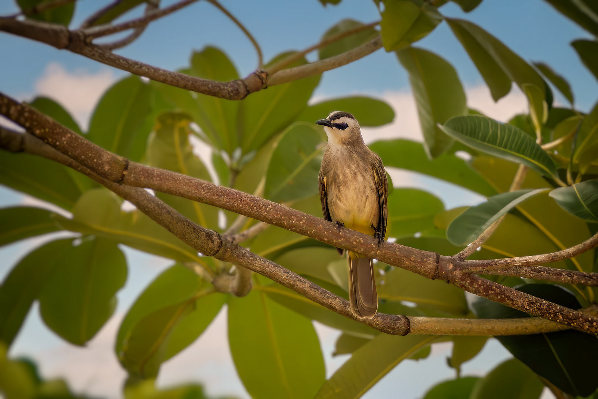 Schwarzzügelbülbül