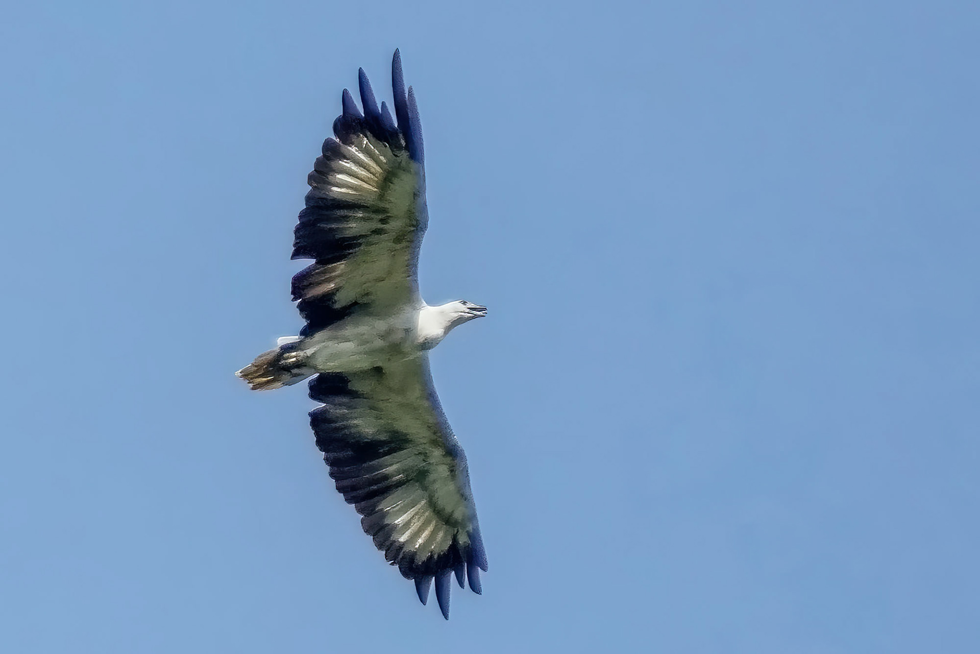 Weißbauchseeadler / White-bellied Sea Eagle