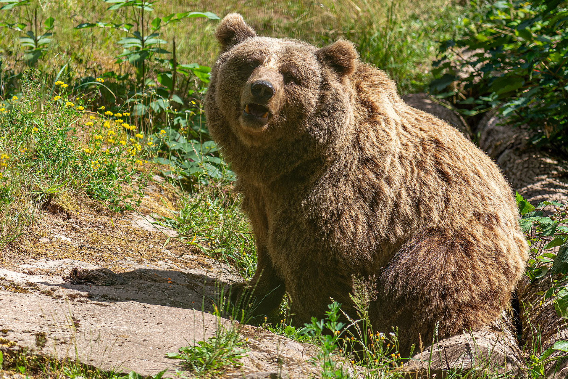 Wurde jahrelang als Tanzbär misbraucht
