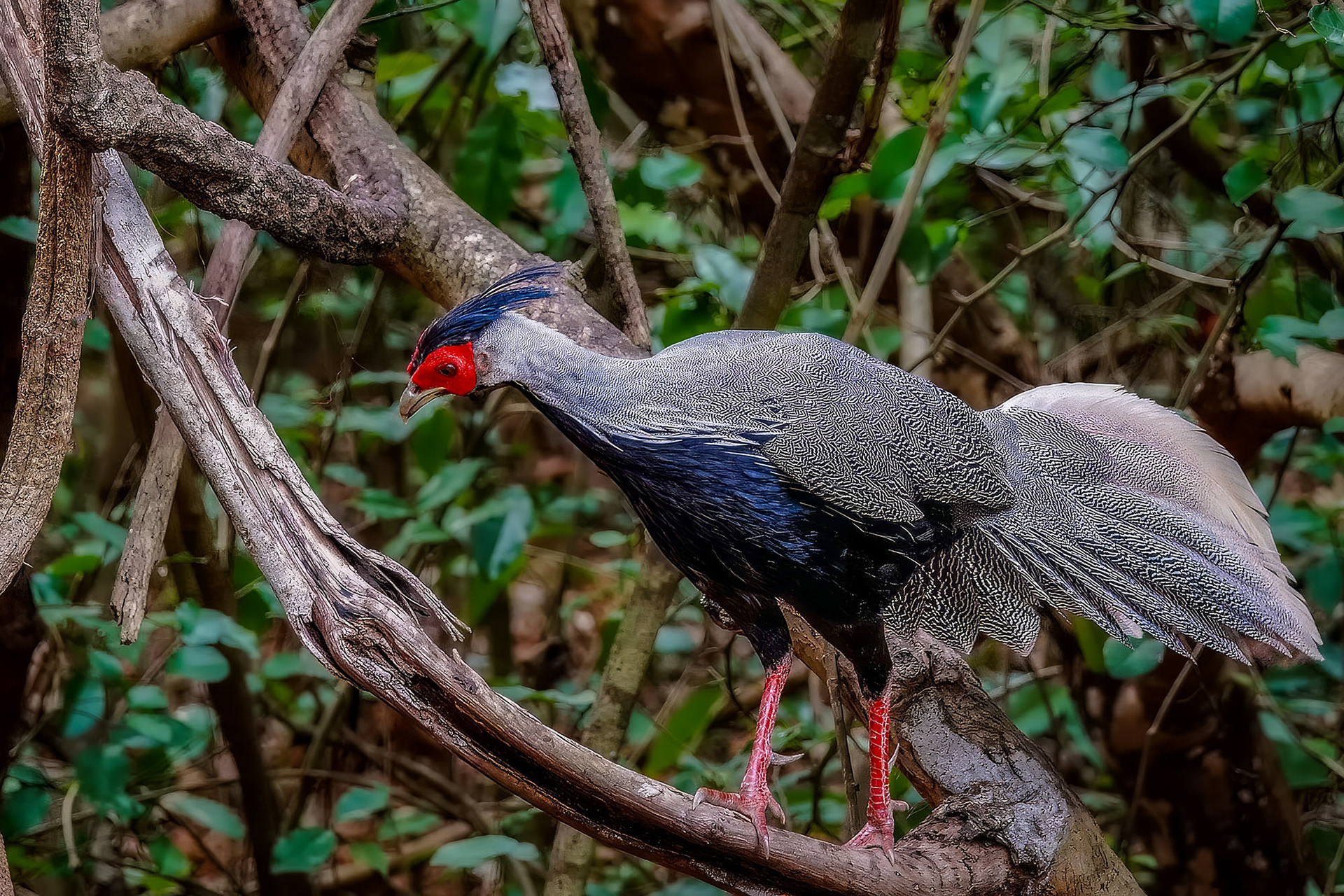 male