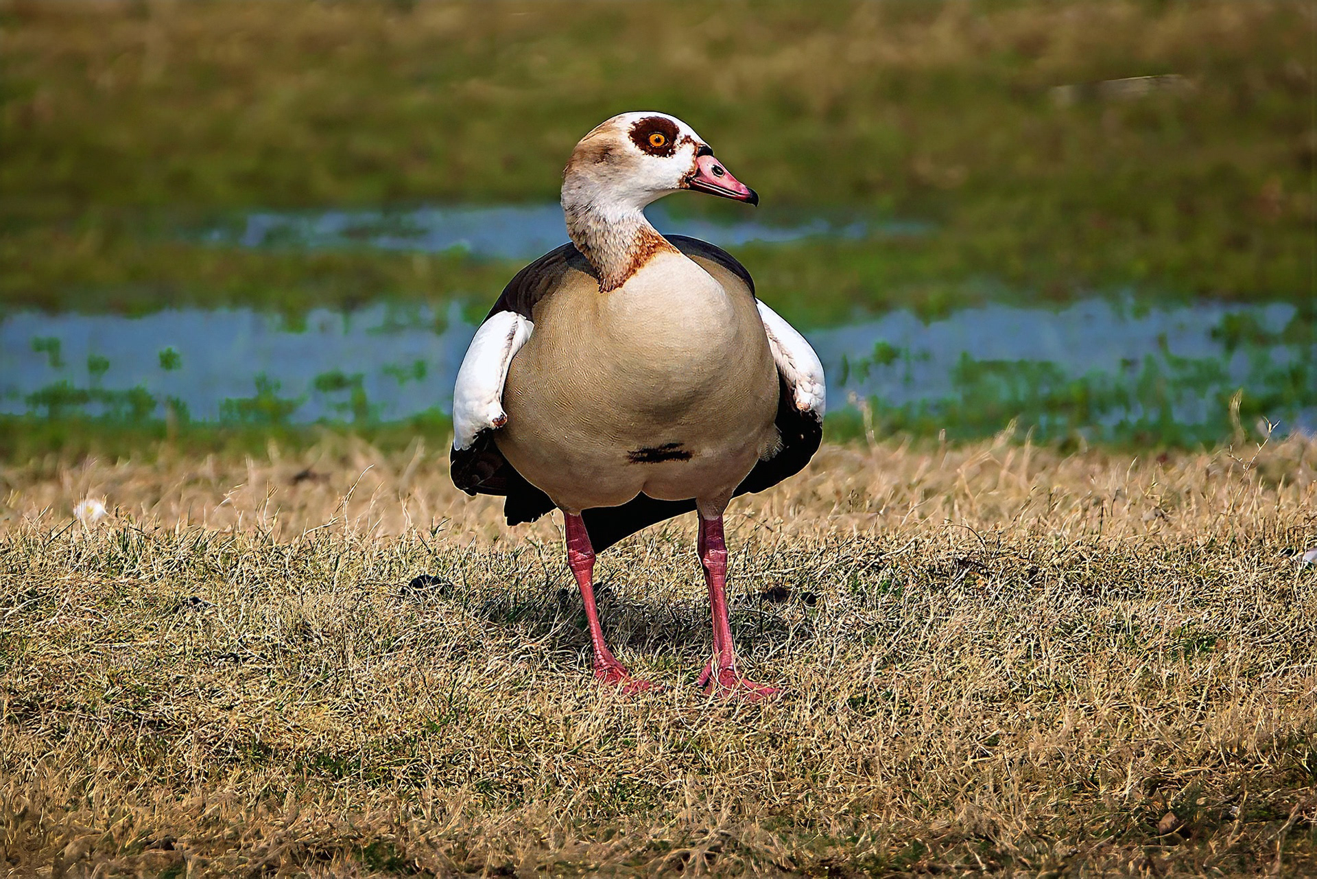 Nilgans