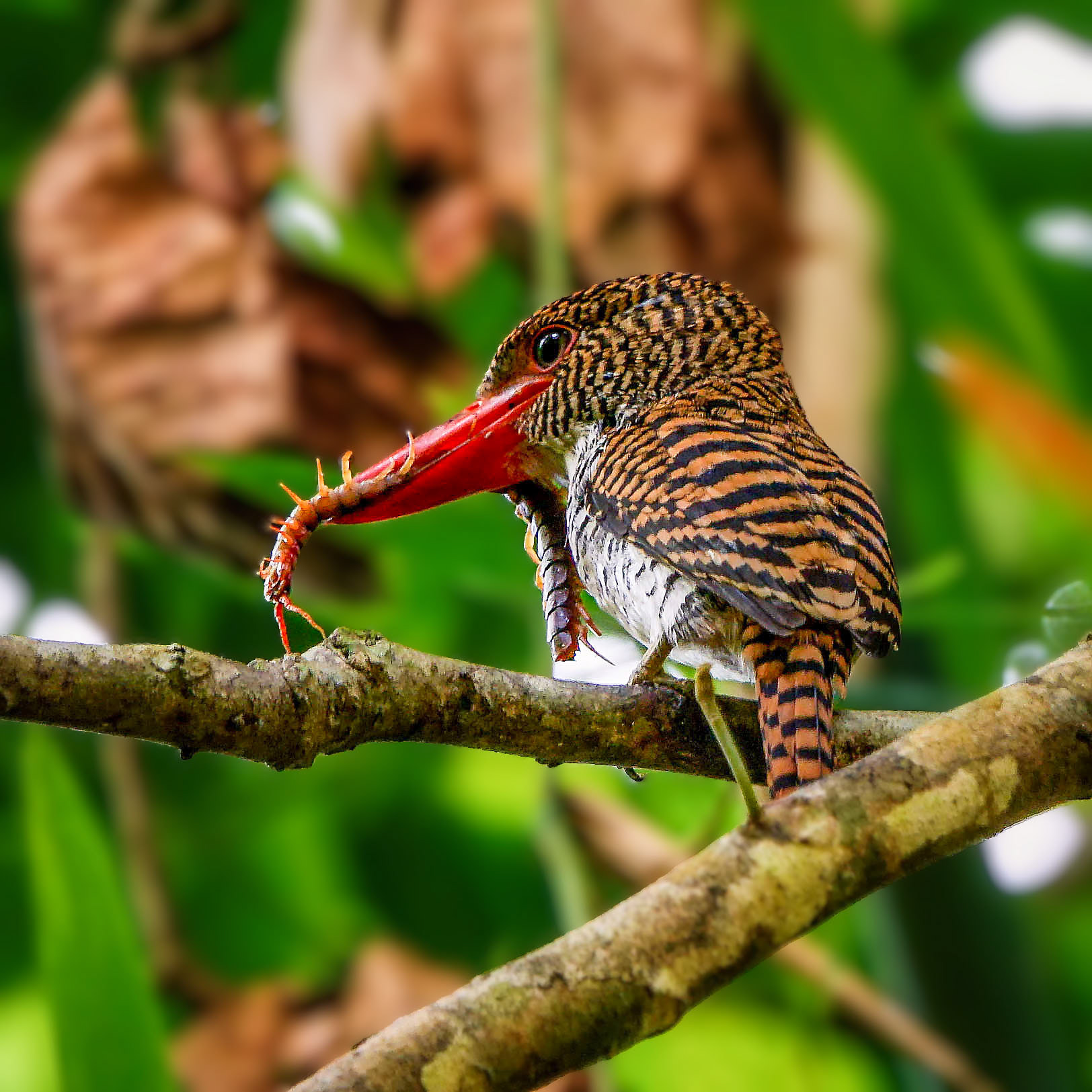 female