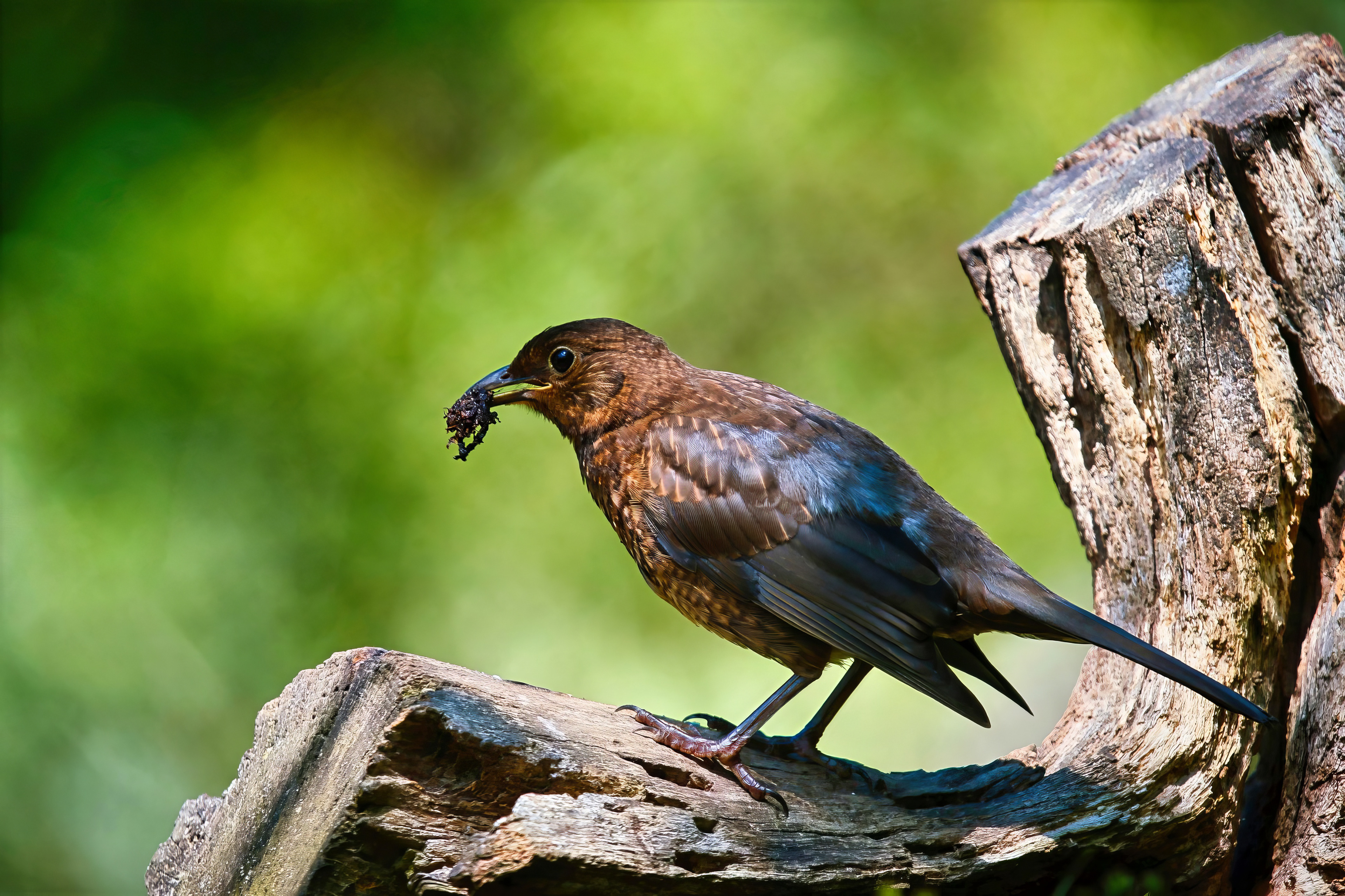 Amsel (F)