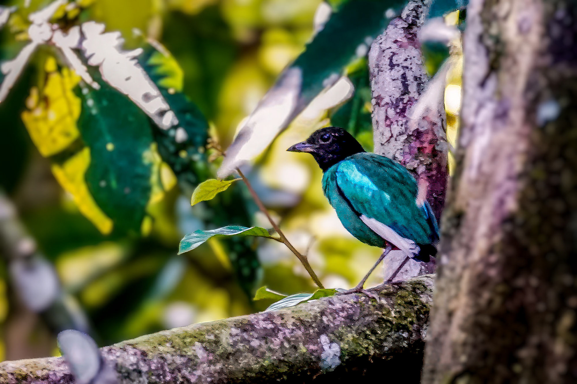 pitta sordida mulleri