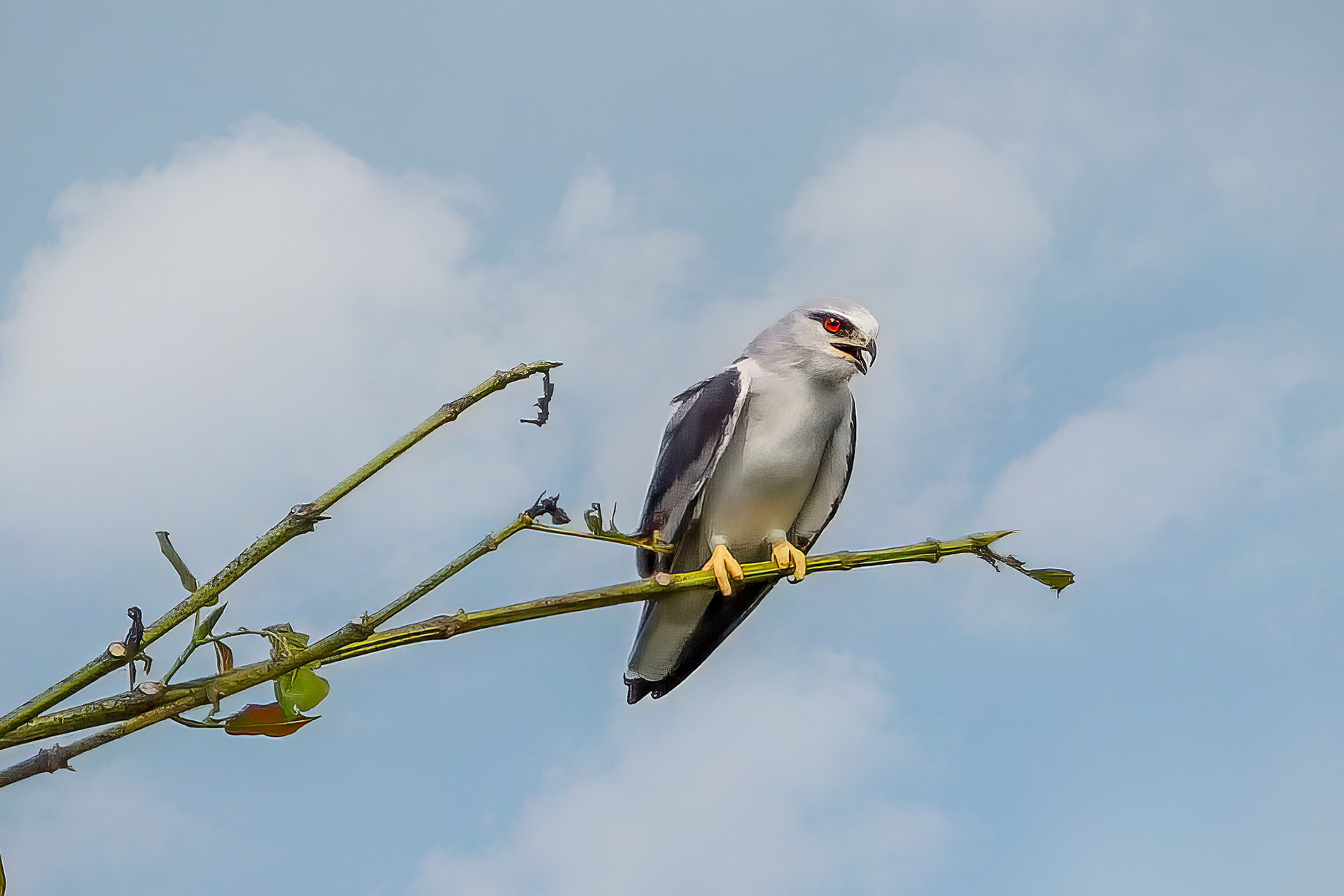 Gleitaar / Black-winged Kite