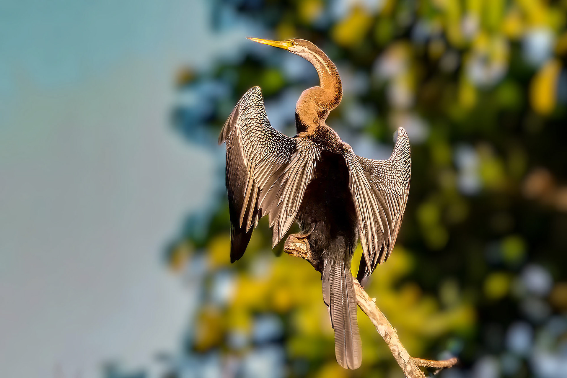 Orient-Schlangenhalsvogel  / Oriental darter