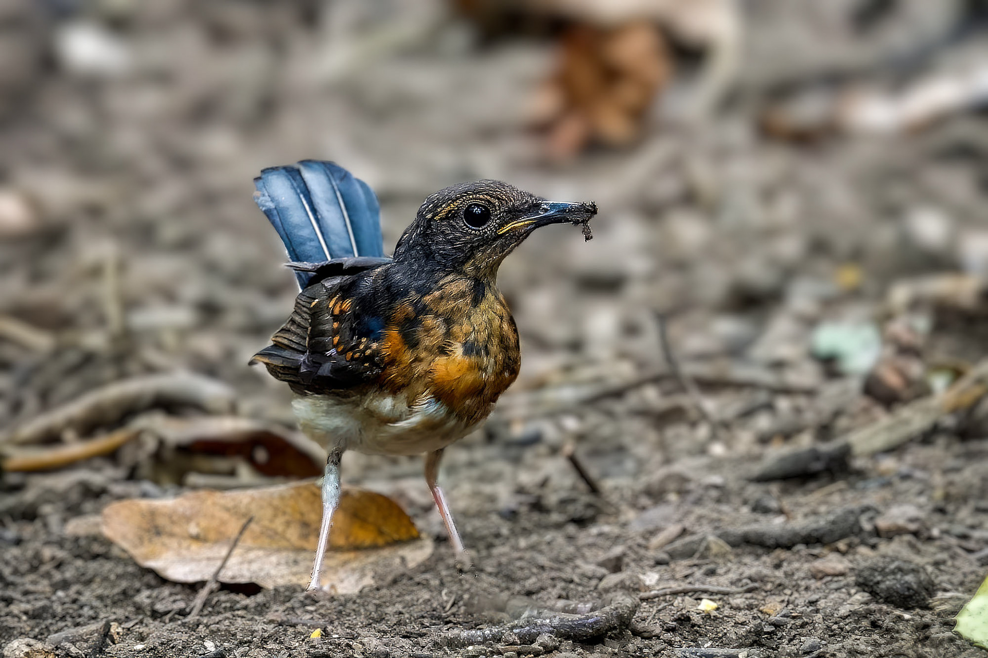Schamadrossel (Juv) / White-rumped Shama