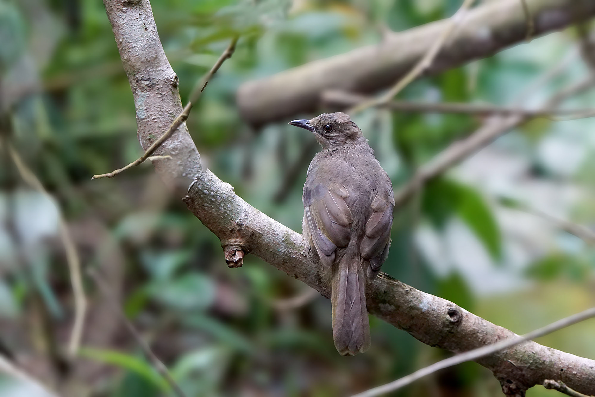 Olivschwingenbülbül