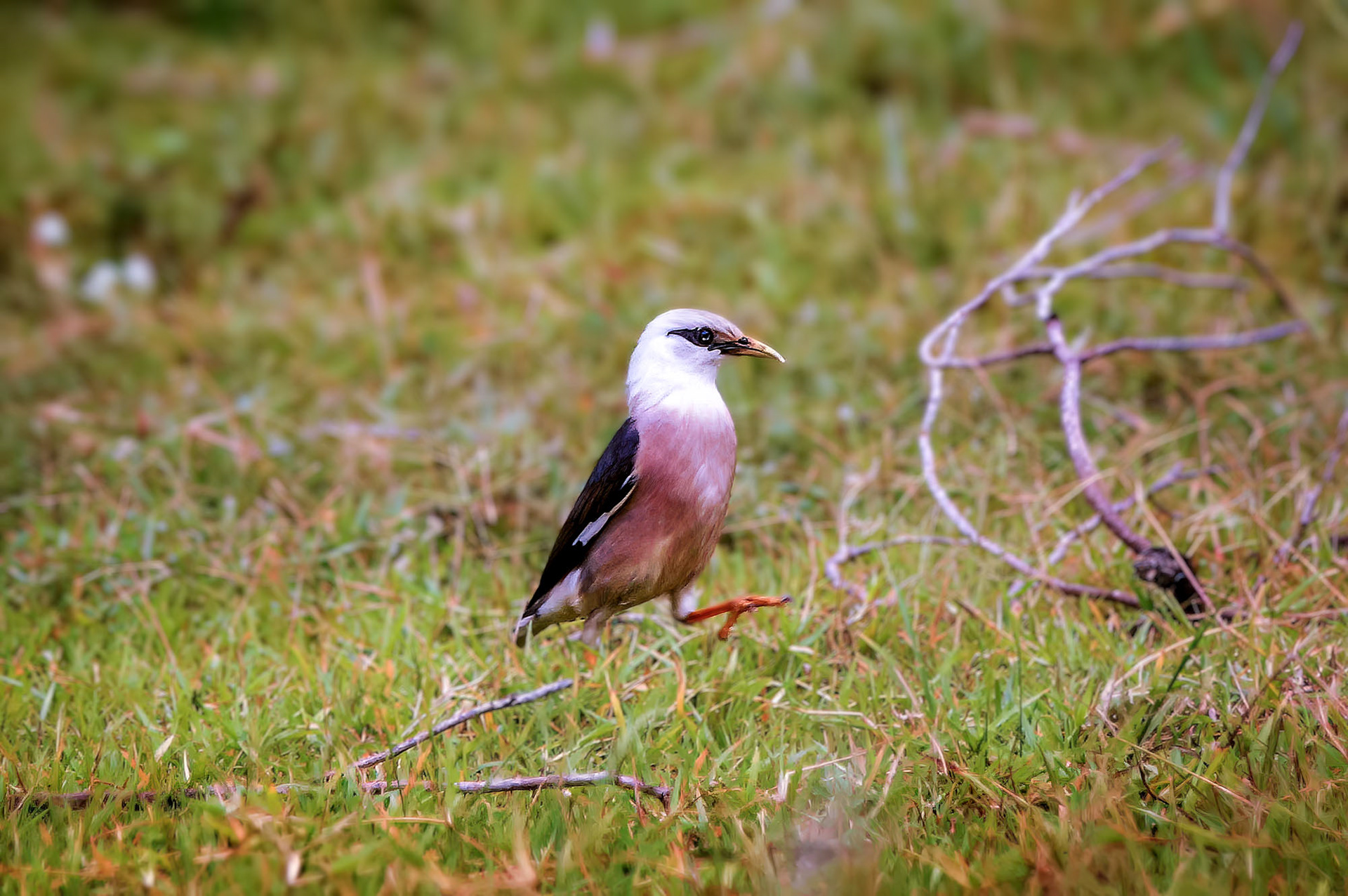 Burmastar / vinous-breasted myna or vinous-breasted starling