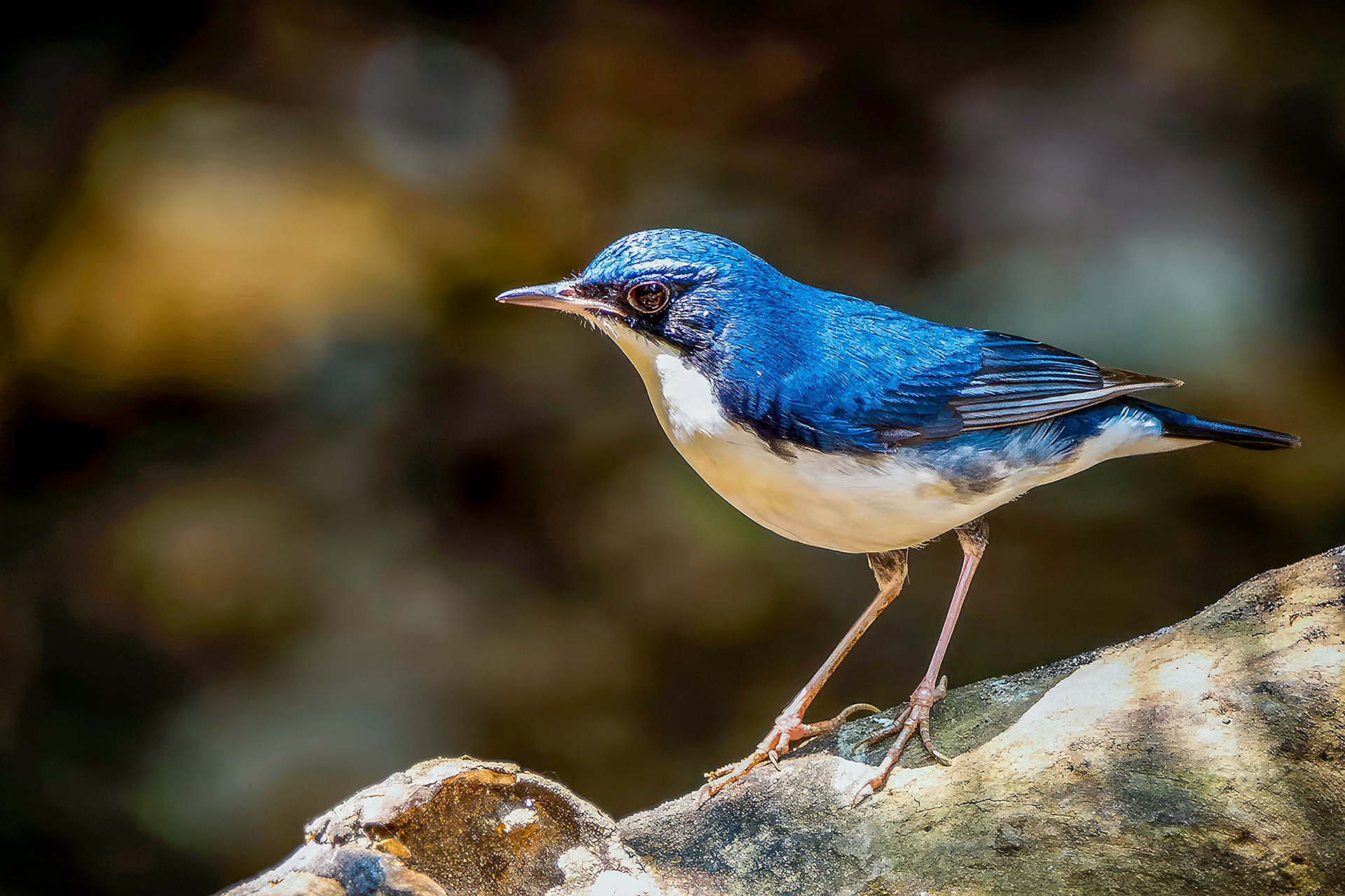 Blaunachtigall (M) / Siberian Blue Robin
