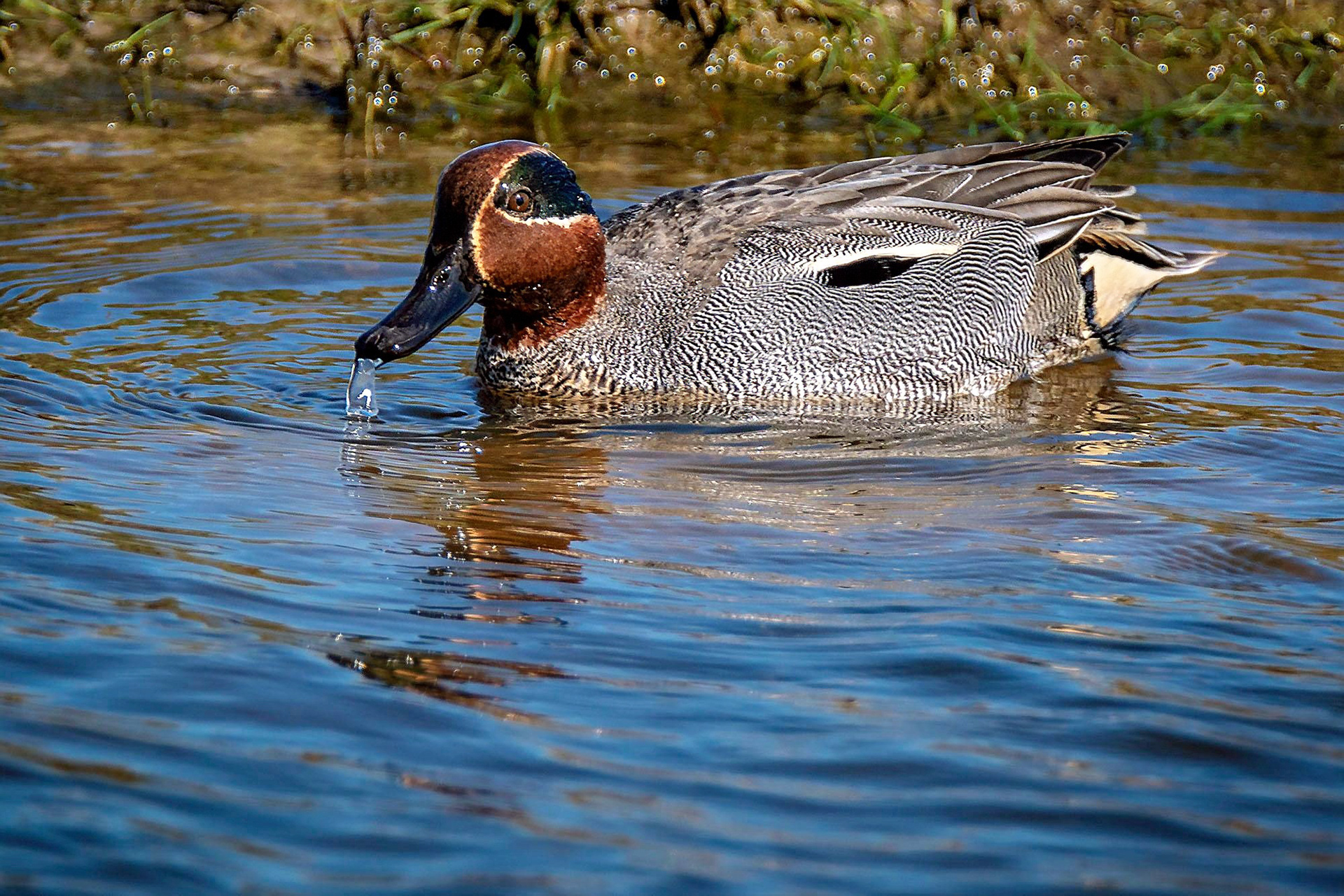 Krickente, male