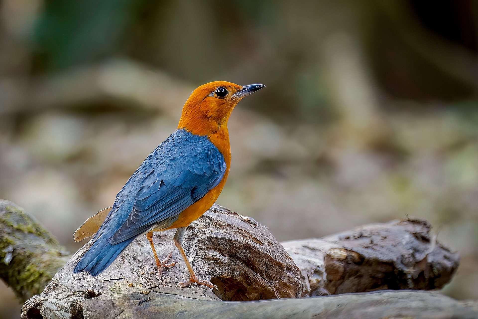 Damadrossel (M) / Orange-headed Thrush
