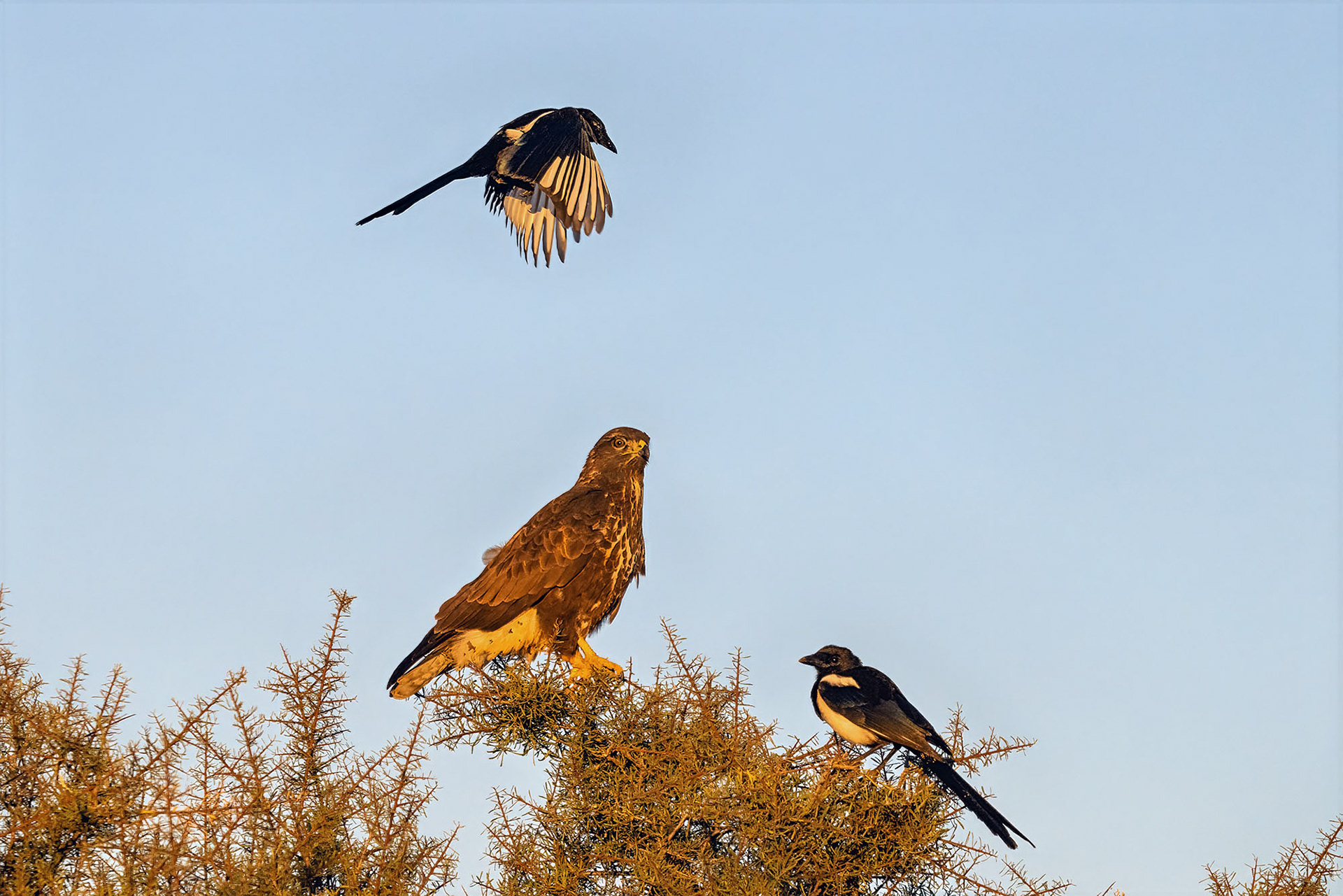 Elster attackiert Mäusebussard