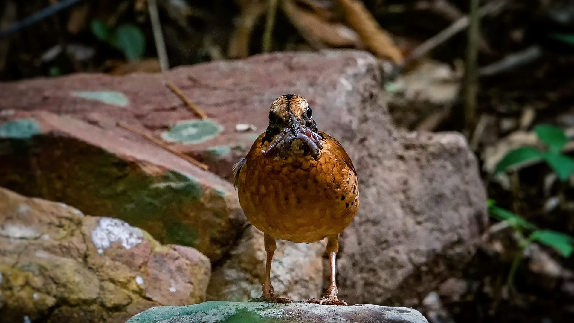 male