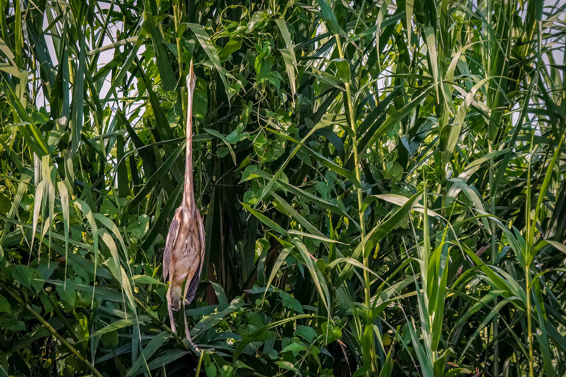 Purpurreiher / purple heron