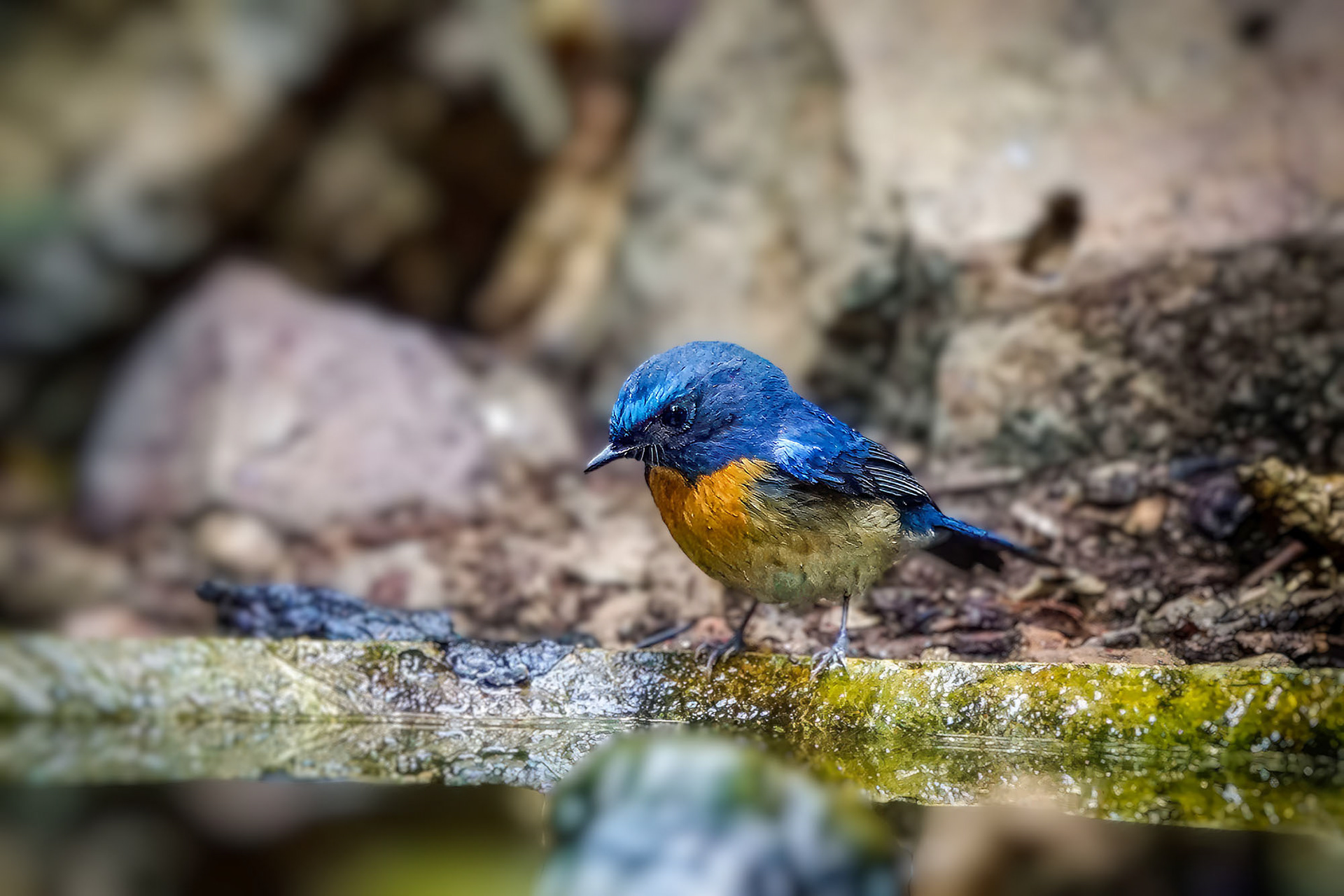 Blaukehlschnäpper (M) / Blue-throated blue flycatcher - Chinese blue flycatcheraienblauschnäpper (M) / Malaysian Blue-flycatcher
