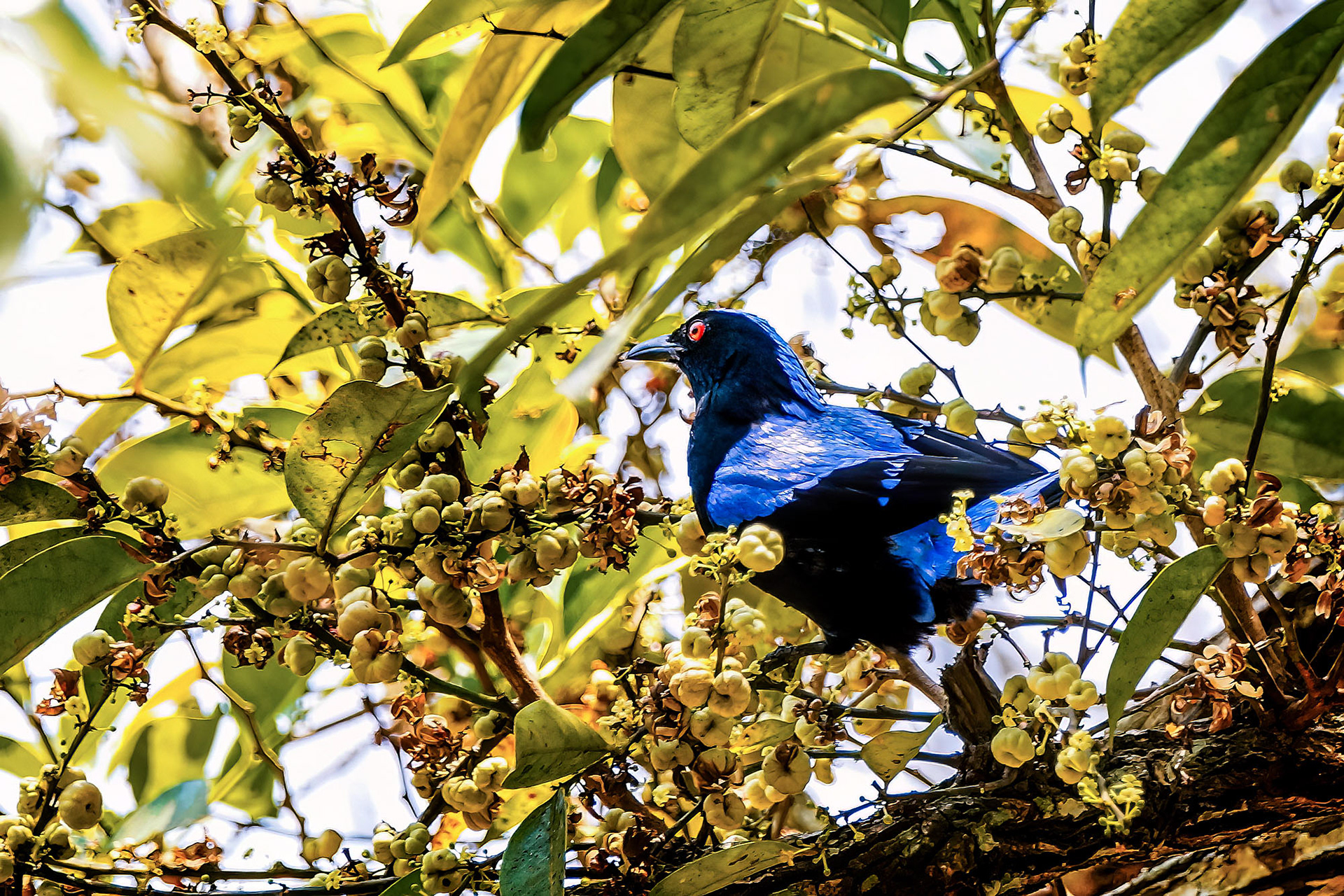 Türkisfeenvogel, Elfenblauvogel oder Türkis-Irene / Asian fairy-bluebird