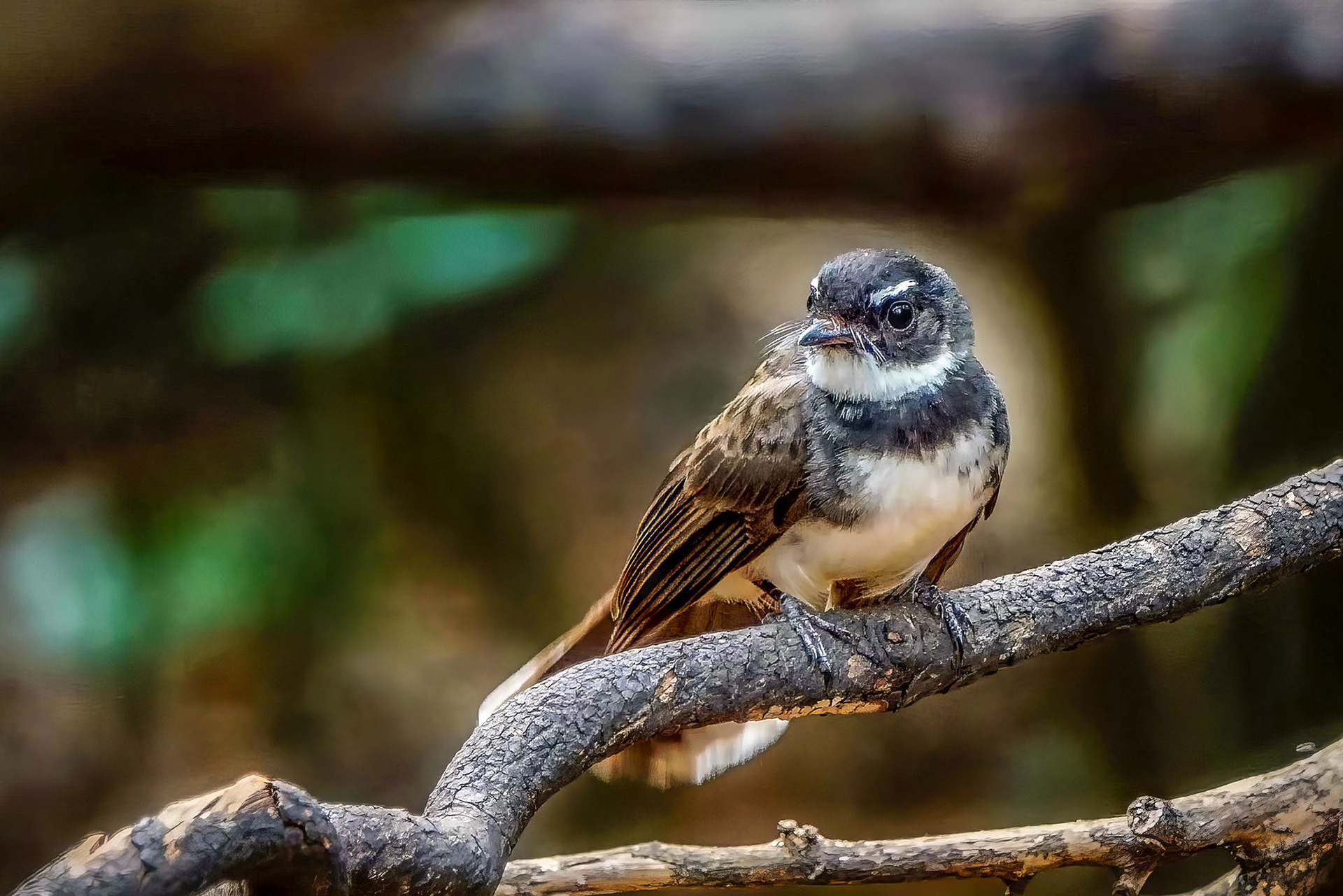 Malaienfächerschwanz