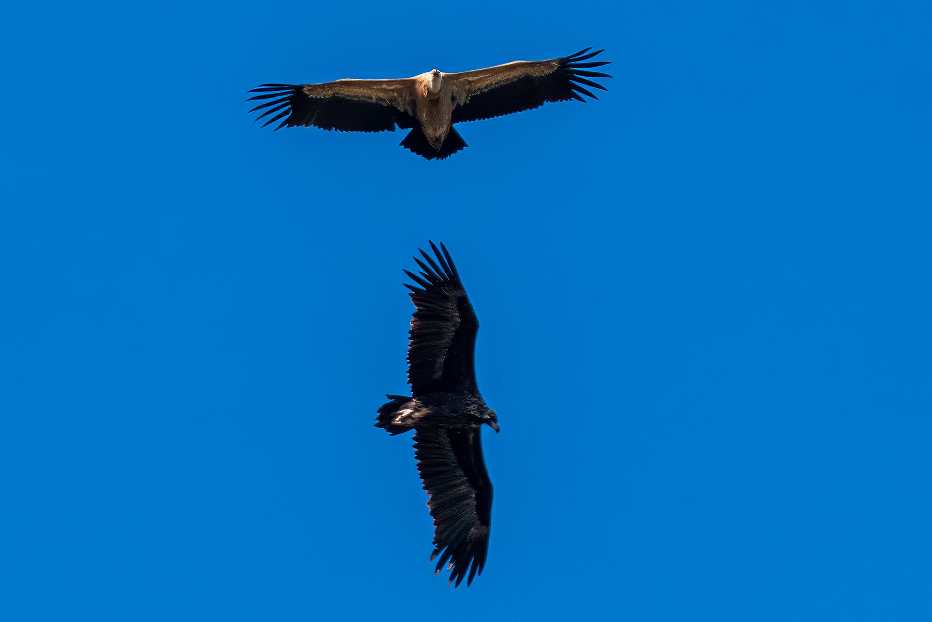 Mönchsgeier mit Gänsegeier