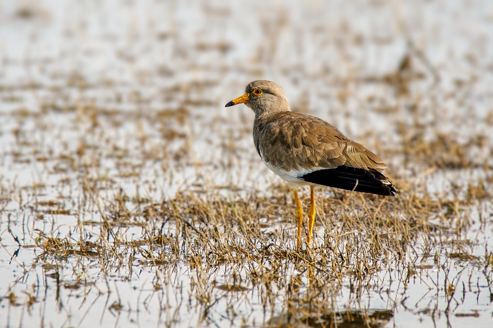 Graukopfkiebitz / grey-headed lapwing