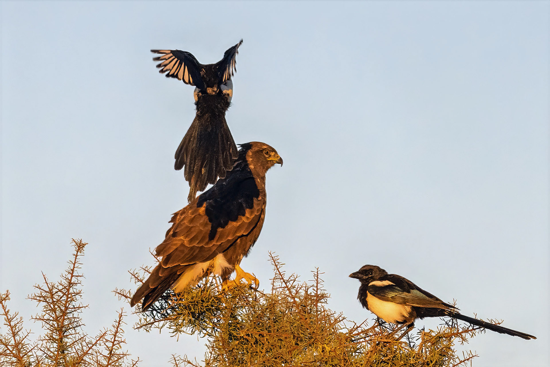 Elster attackiert Mäusebussard
