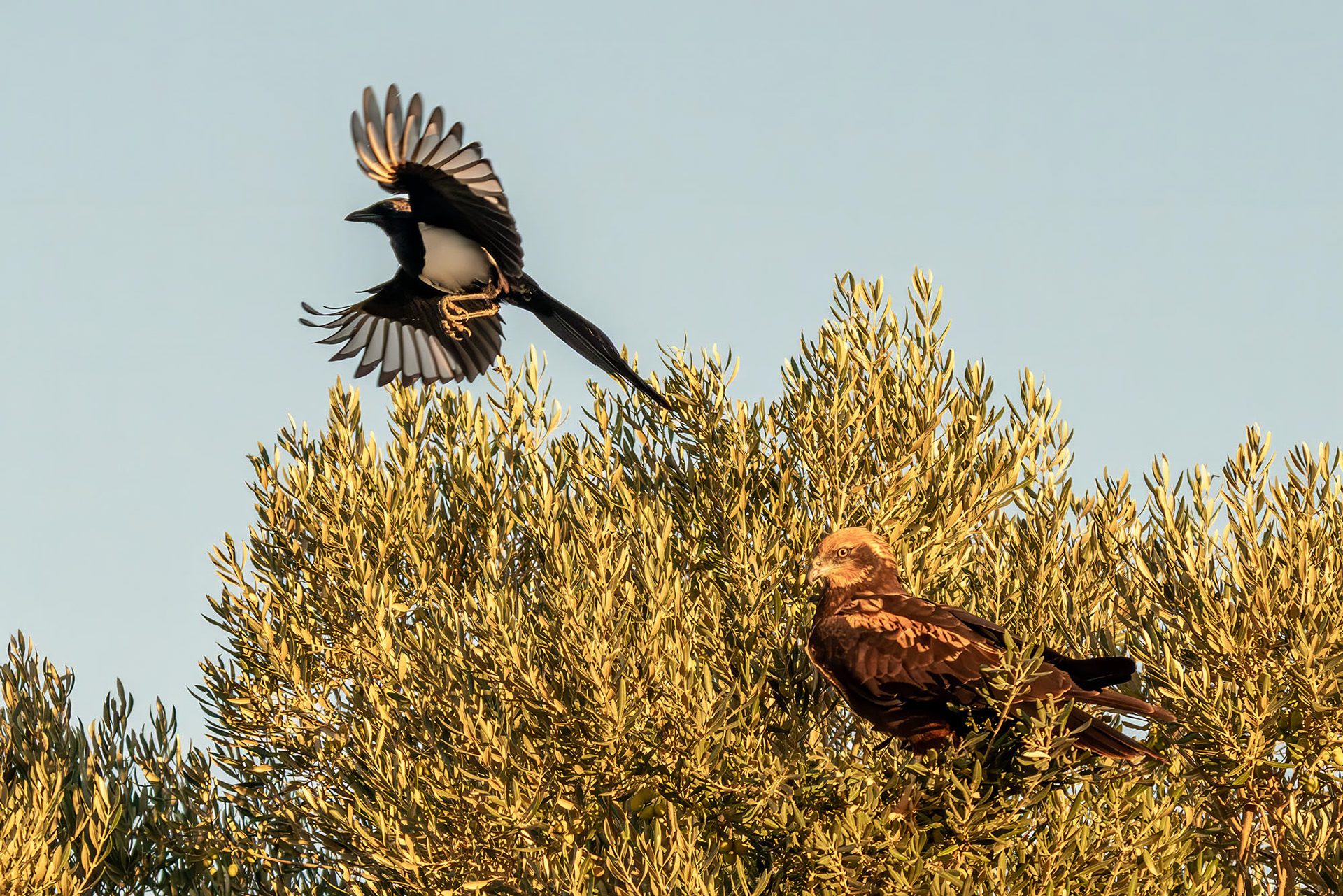 Elster attackiert Rohrweihe, female