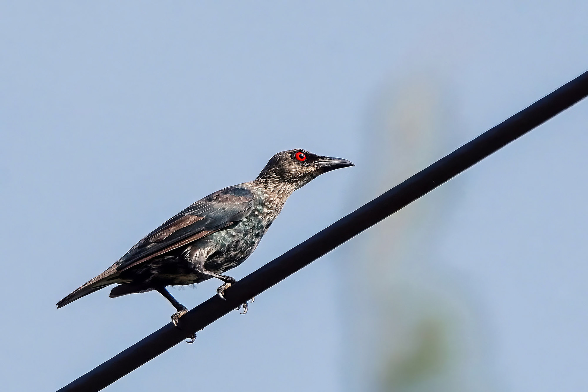 Malaienstar (juvenile) / Asian glossy starling