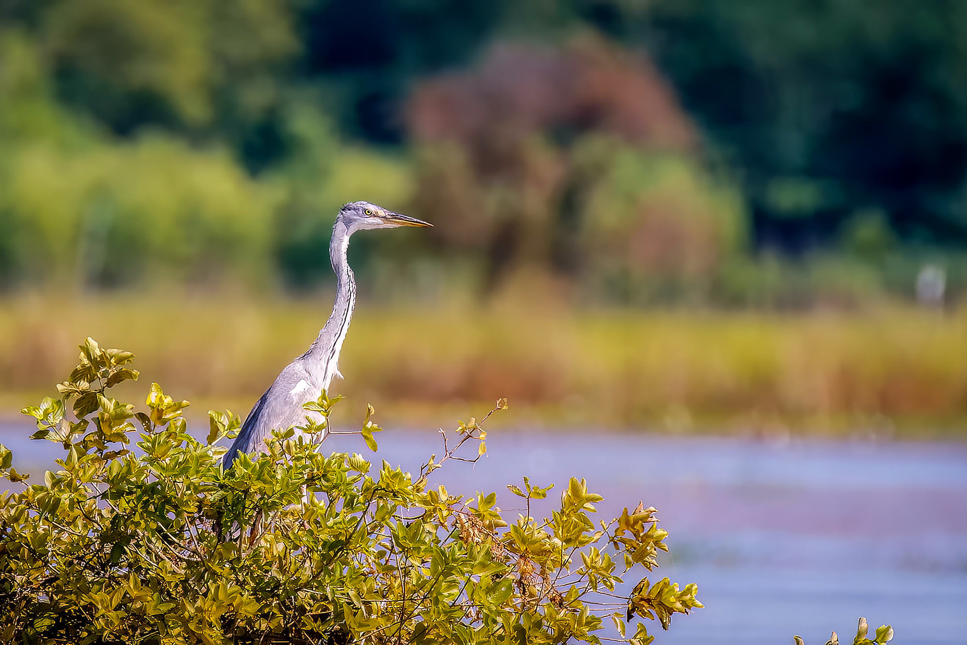 Graureiher / grey heron