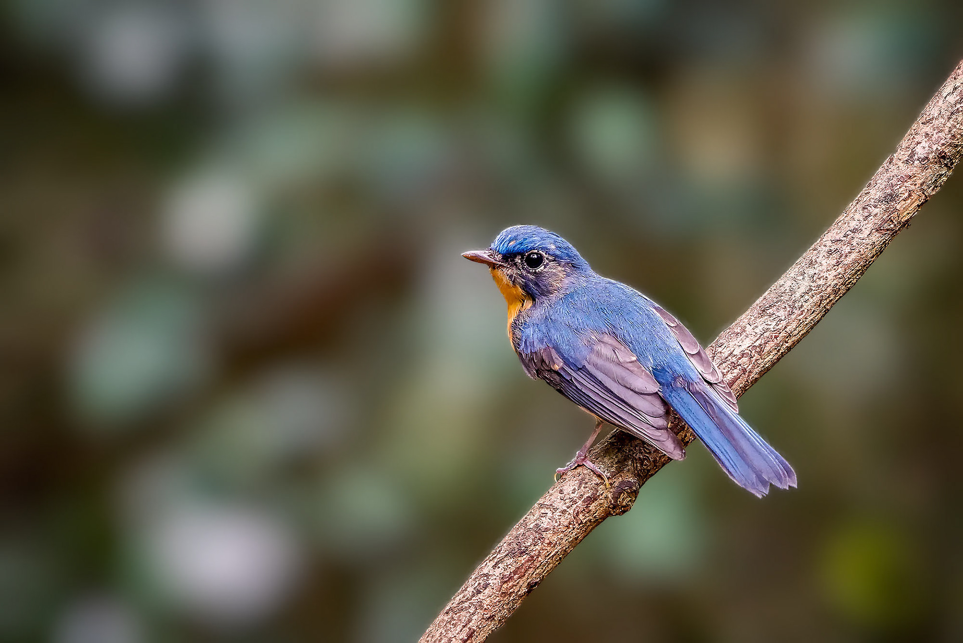 Tickellblauschnäpper (Juv) / Tickell's Blue-flycatcher