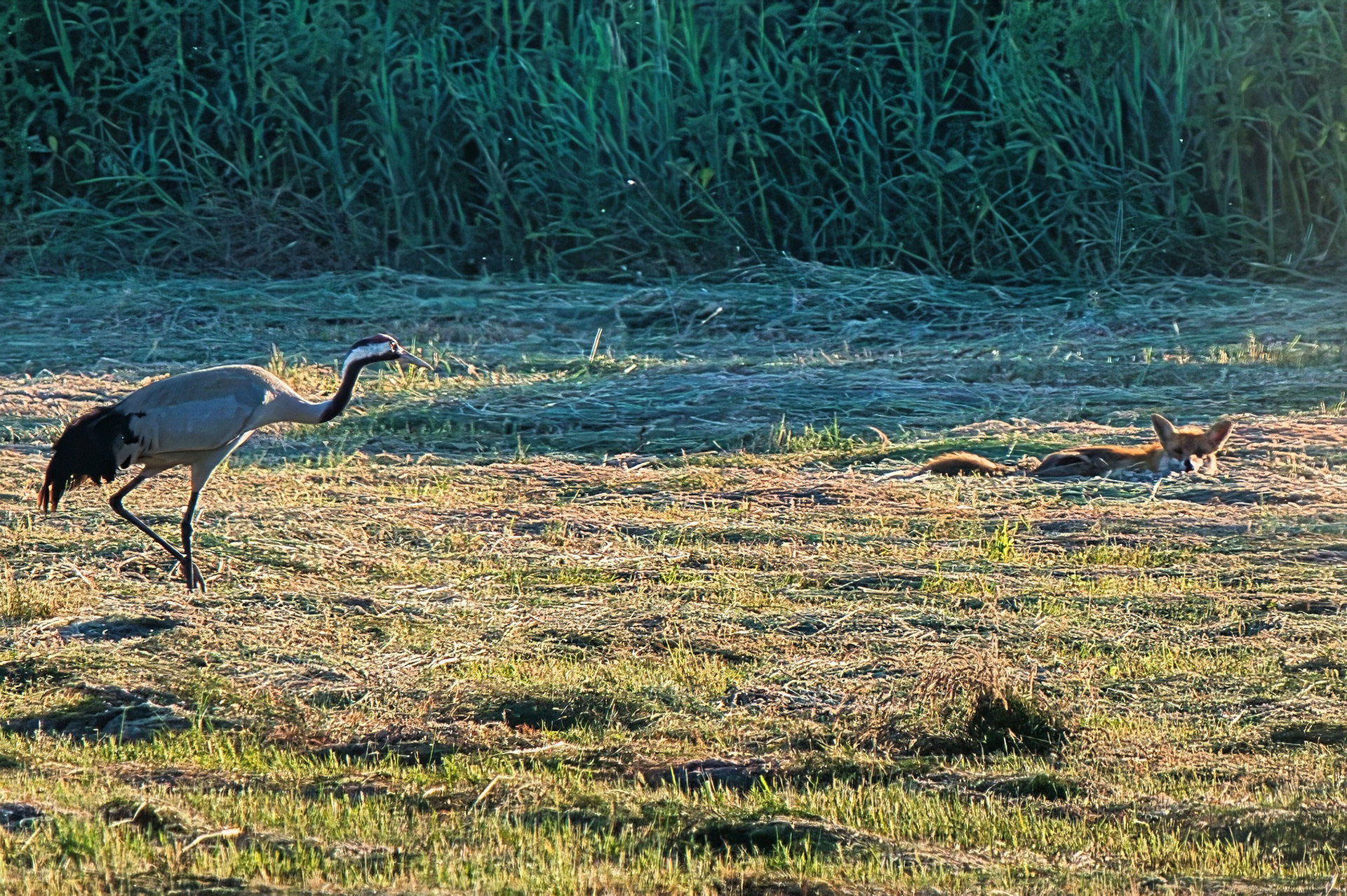 Hier sagen sich Fuchs und Kranich Gute Nacht :-)