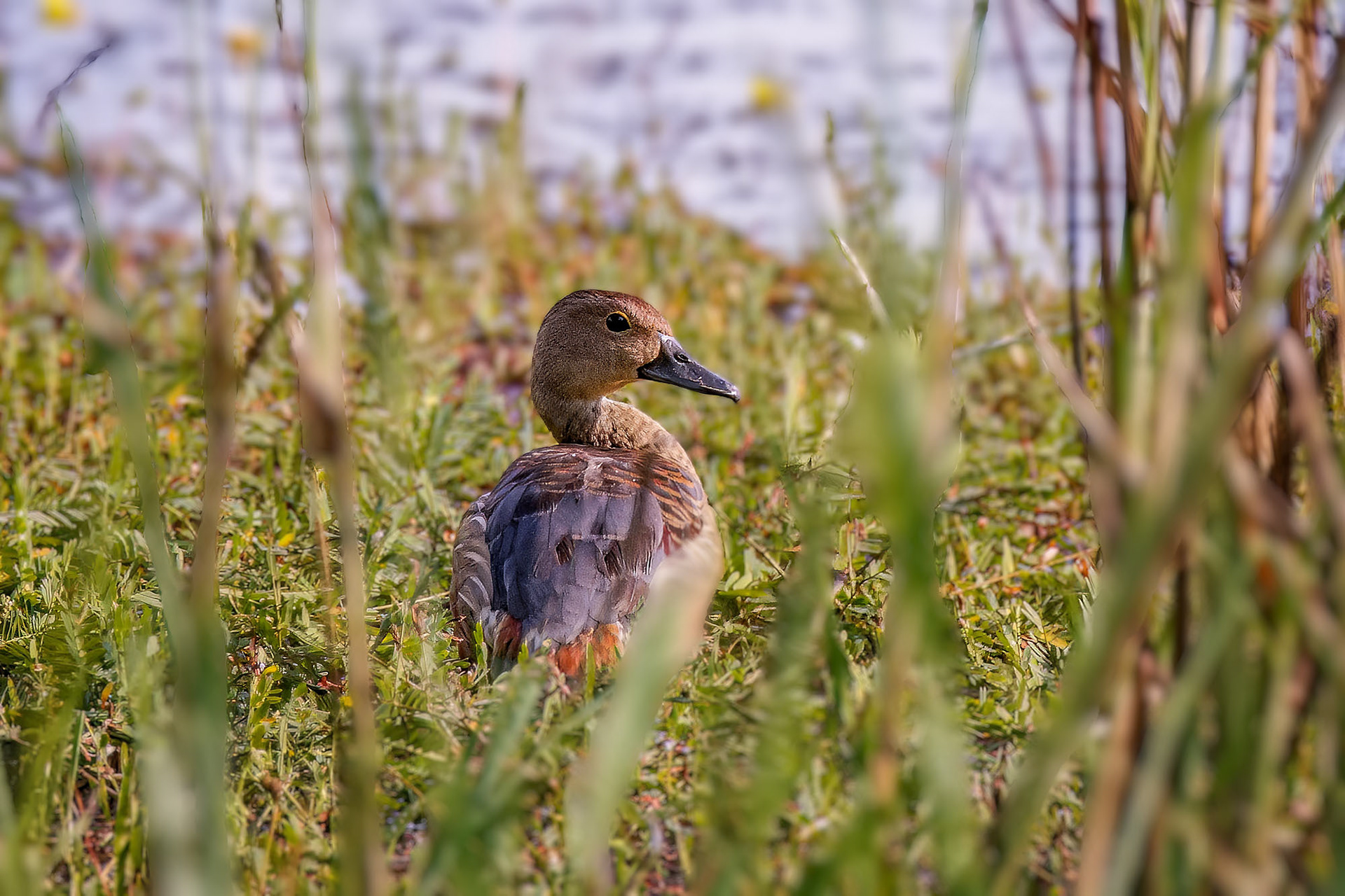 Javapfeifgans /  lesser whistling duck