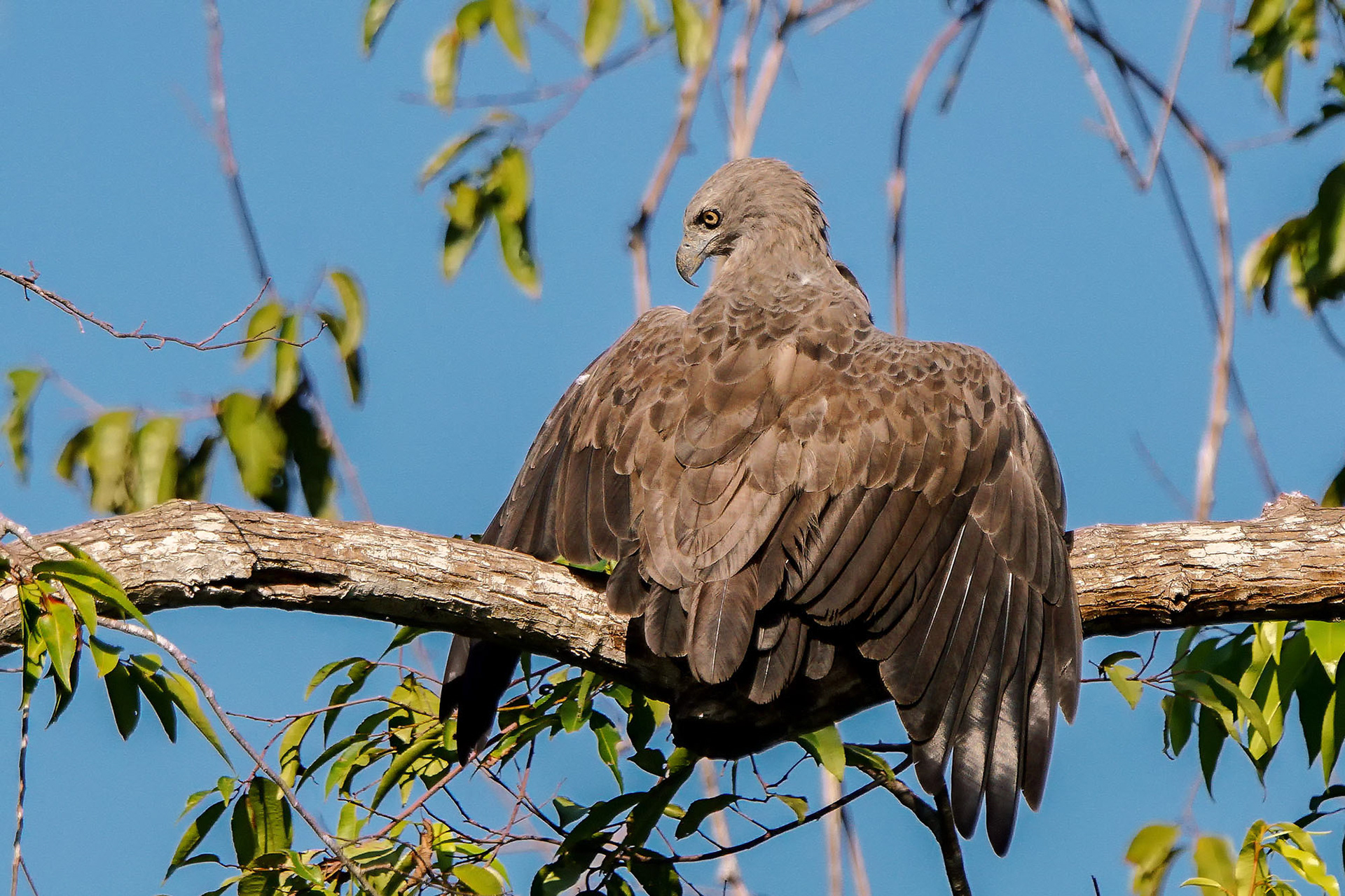 Braunschwanz-Seeadler / Lesser fish eagle