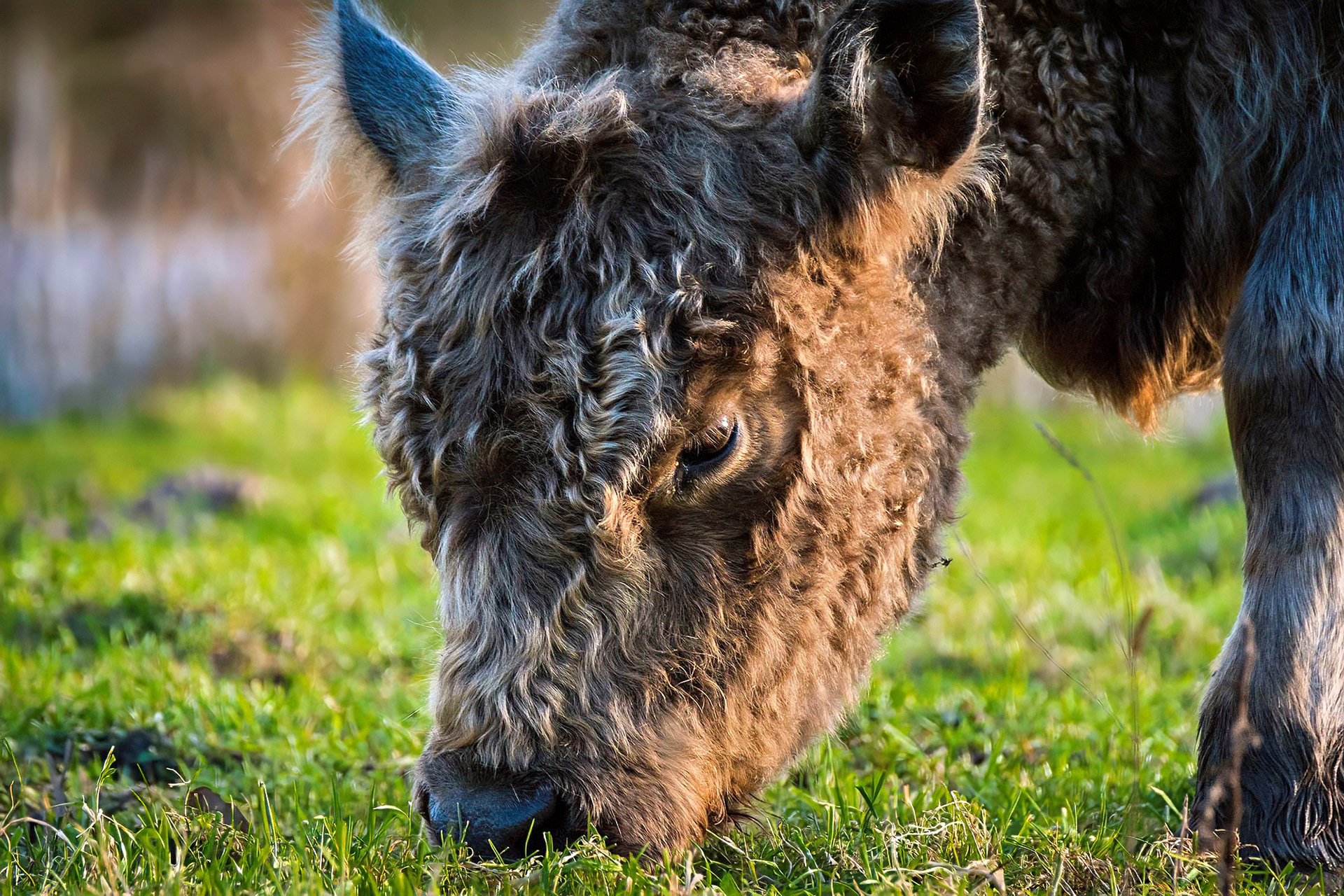 Galloway
