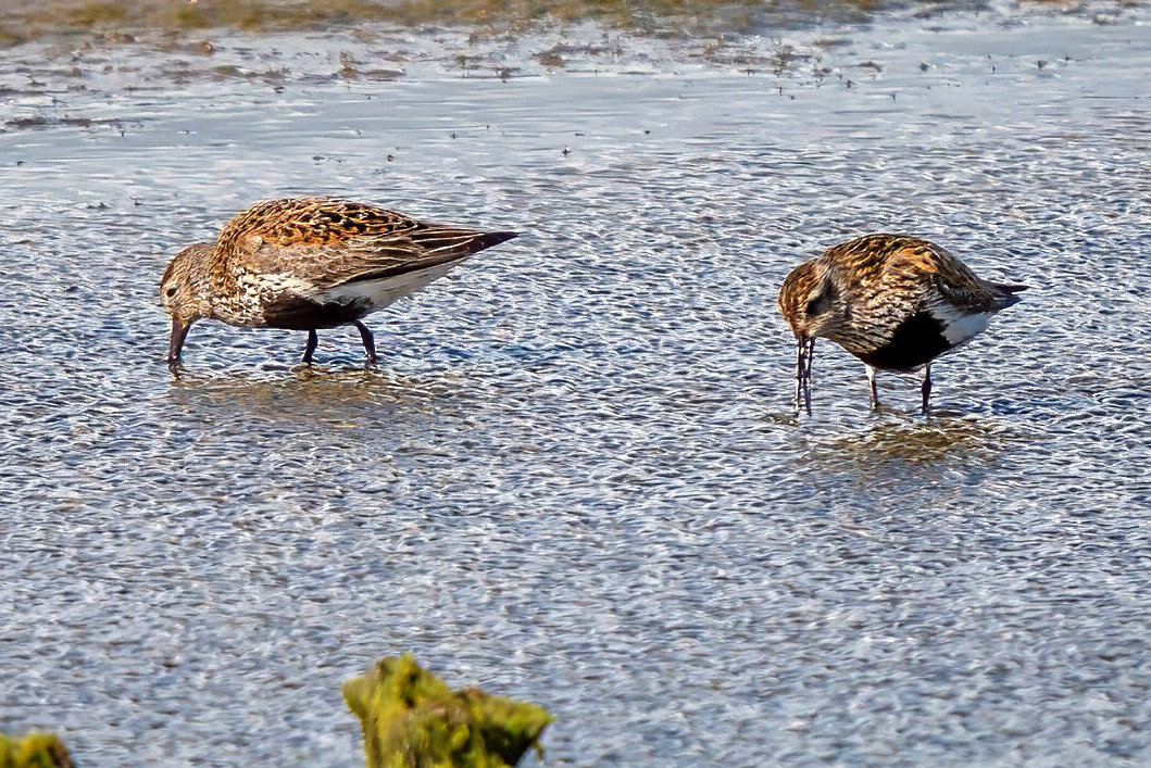 Alpenstrandläufer, Brutkleid