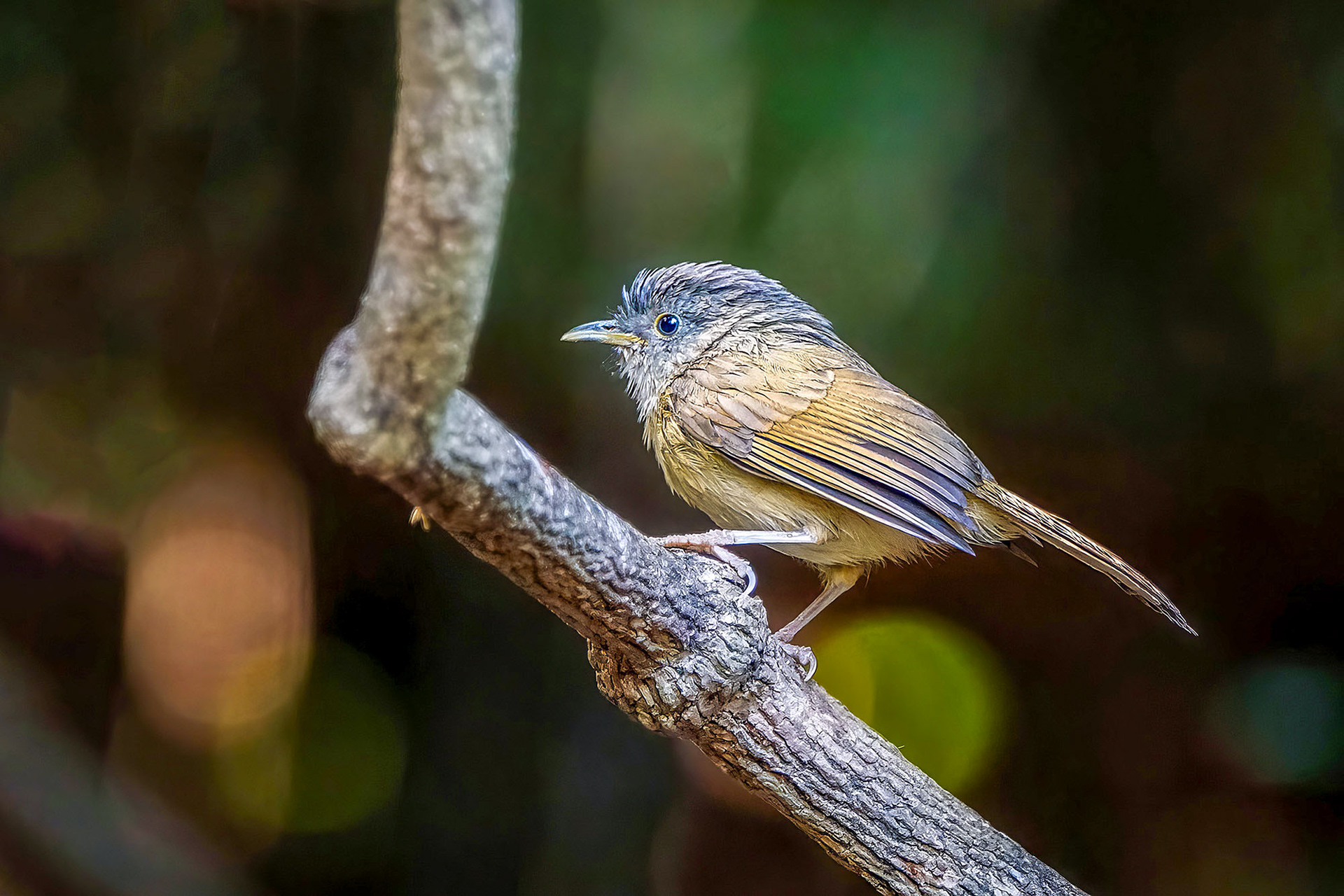 Graukopfalcippe / Brown-cheeked Fulvetta
