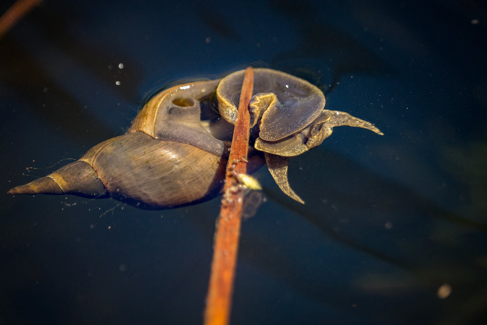Spitzschlammschnecke