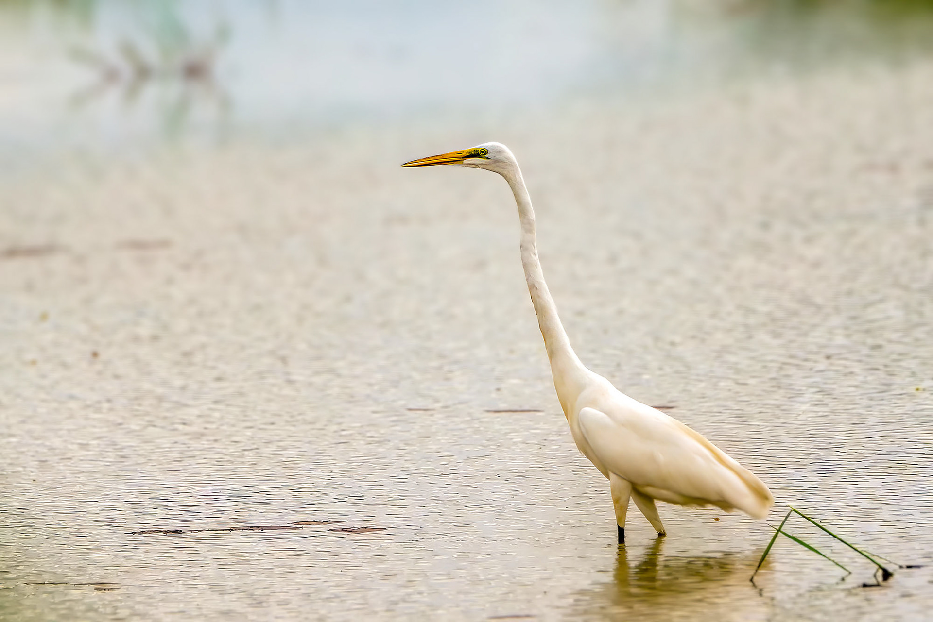 Silberreiher / great white egret