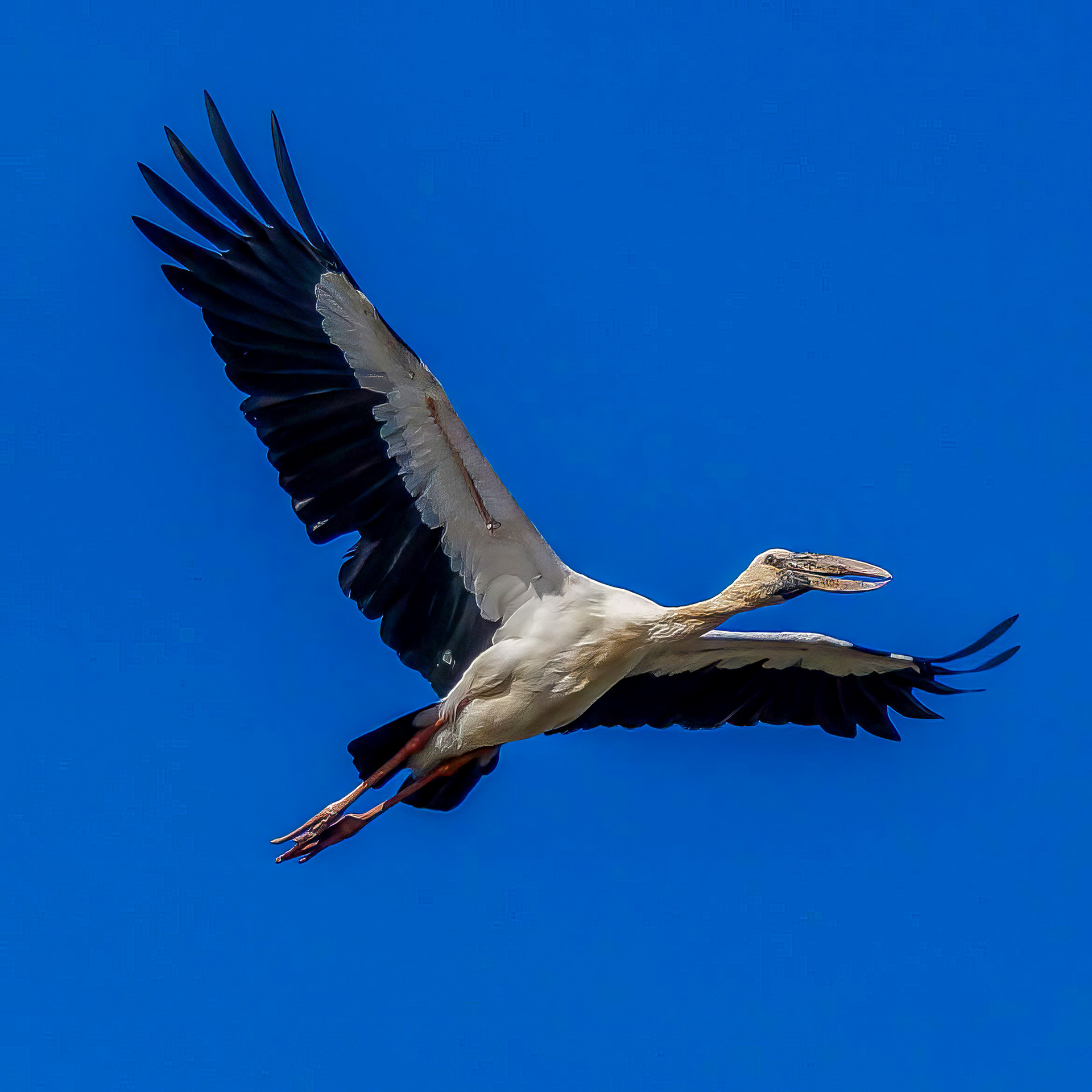 Silberklaffschnabel / Asian openbill