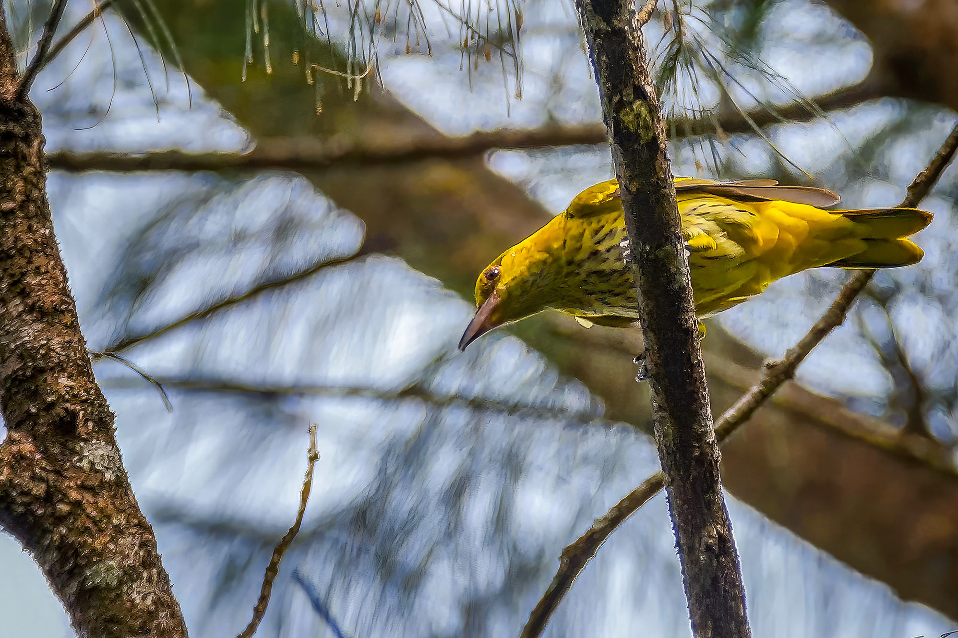 Schwarznackenpirol (immature)