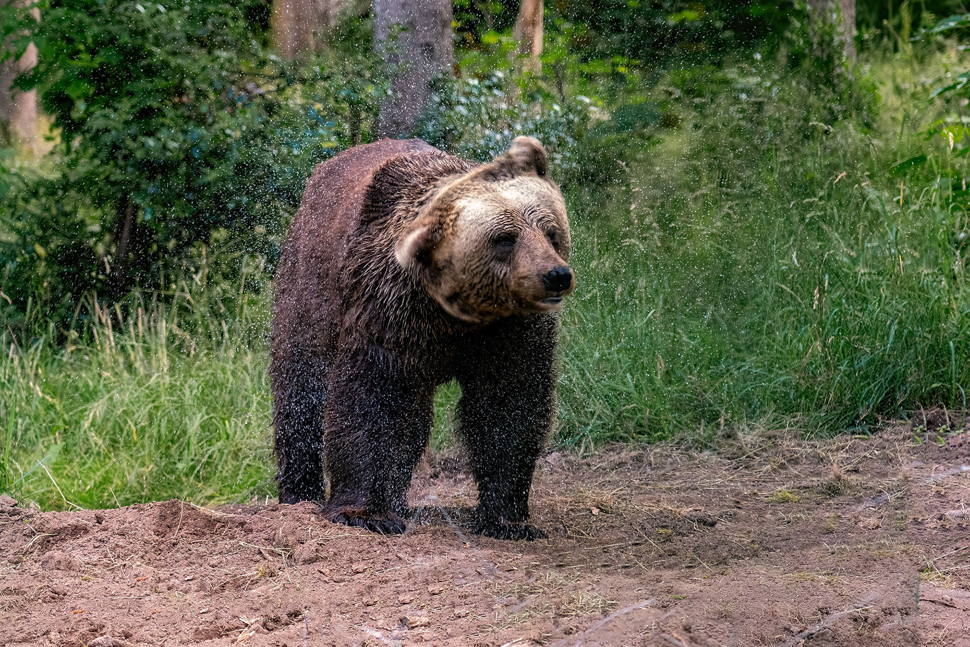 Jurka, der Mutter des berühmten Bruno