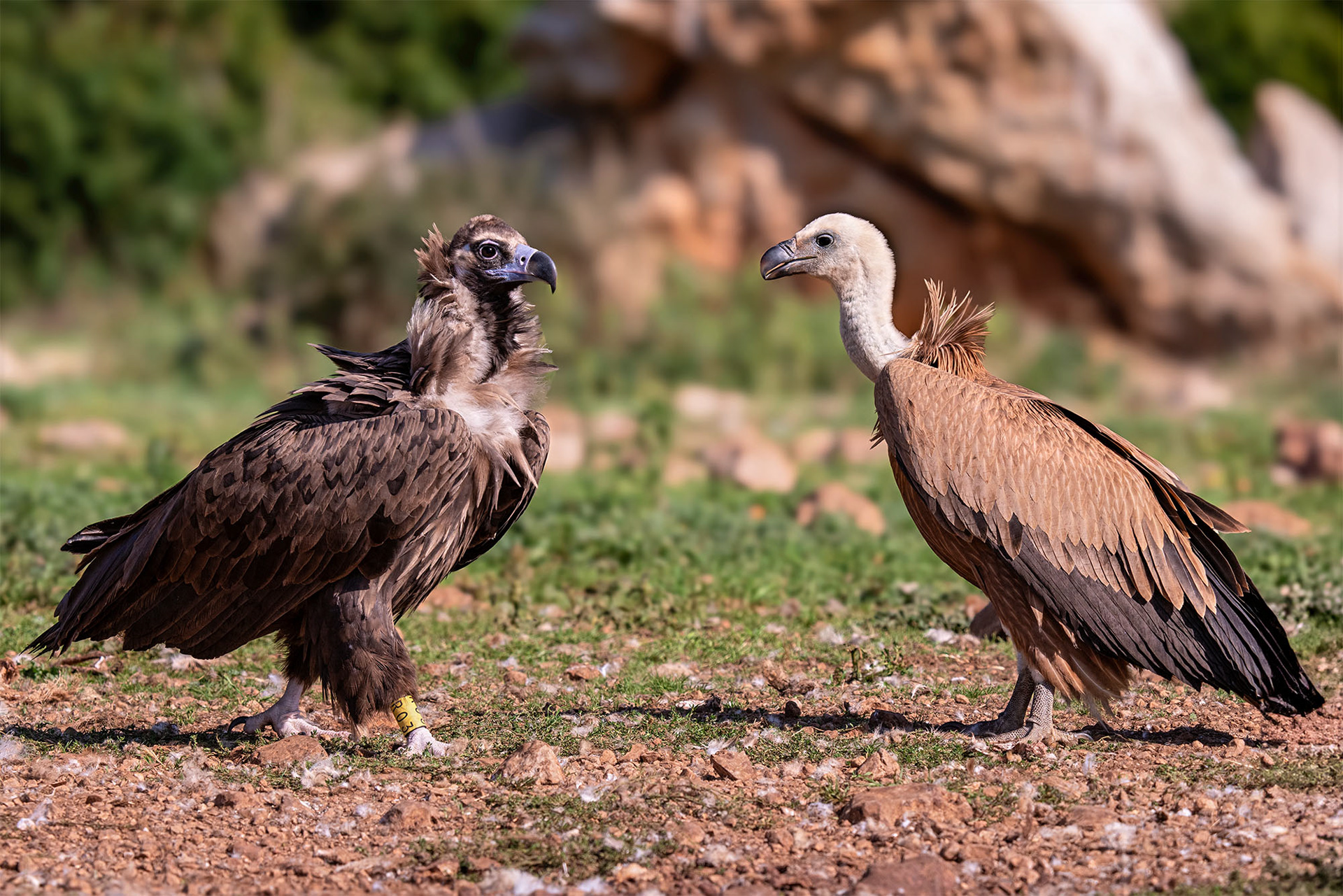 Mönchsgeier mit Gänsegeier