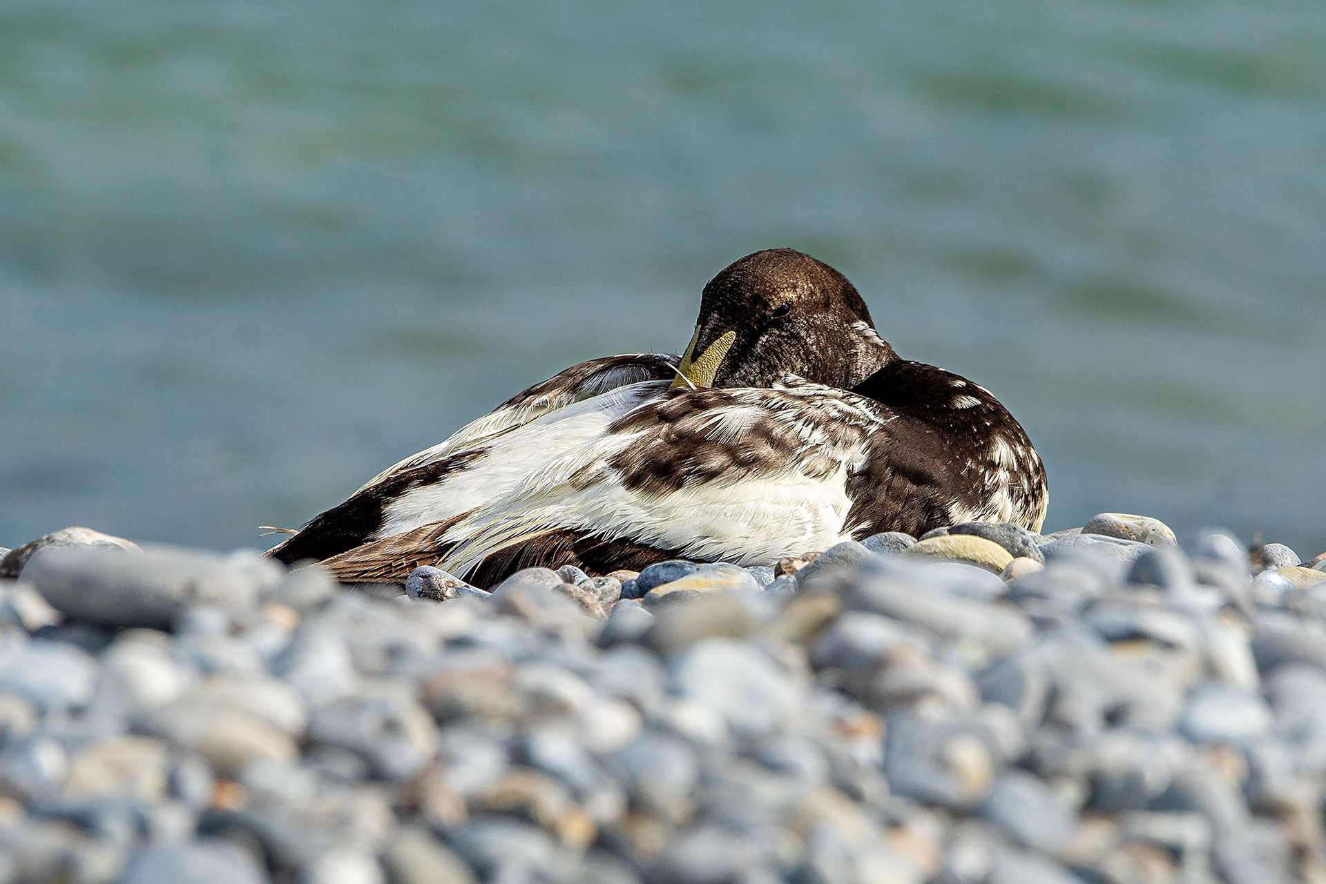 Eiderente, male subadult